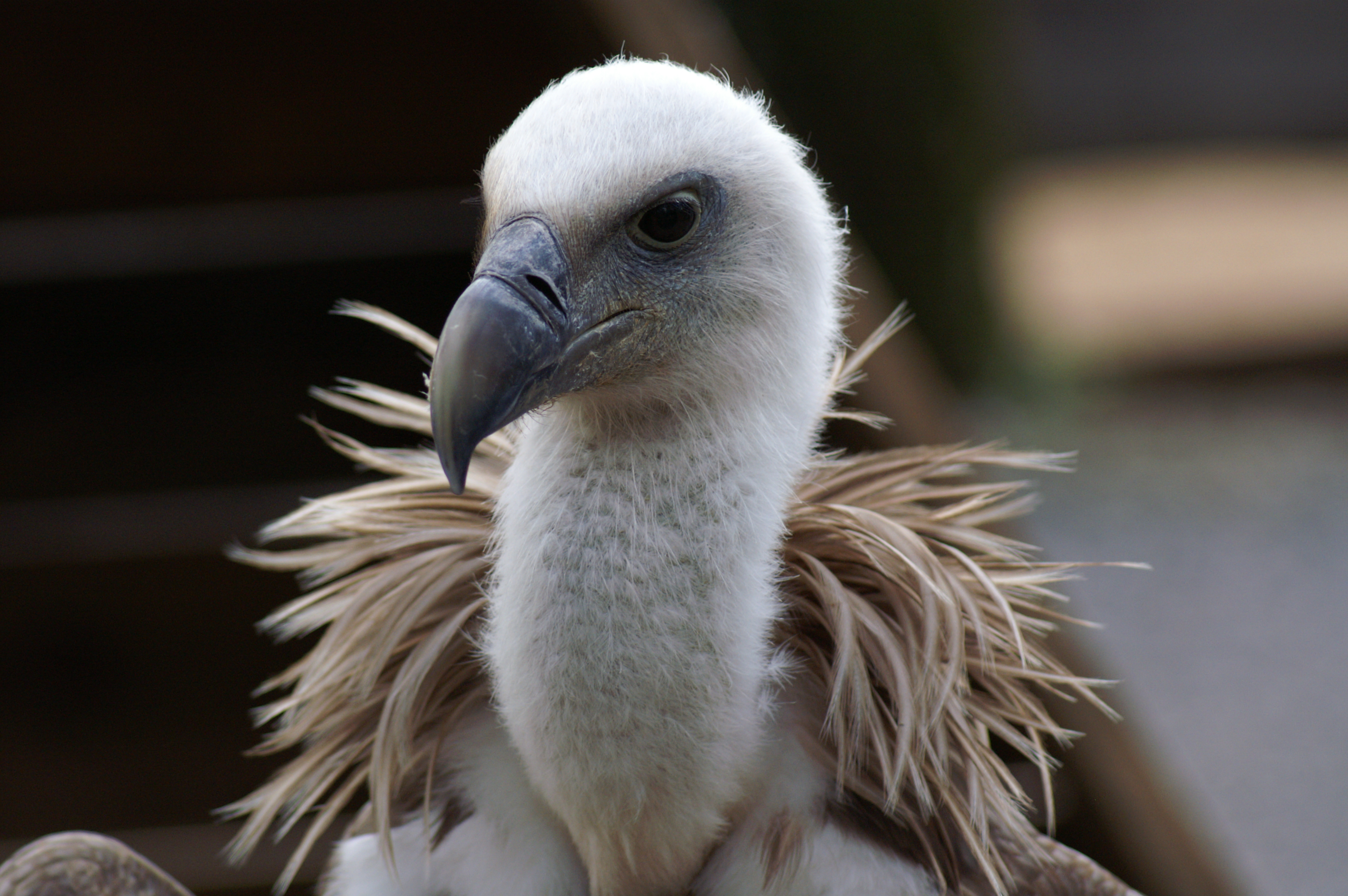 Animal Griffon Vulture 3008x2000