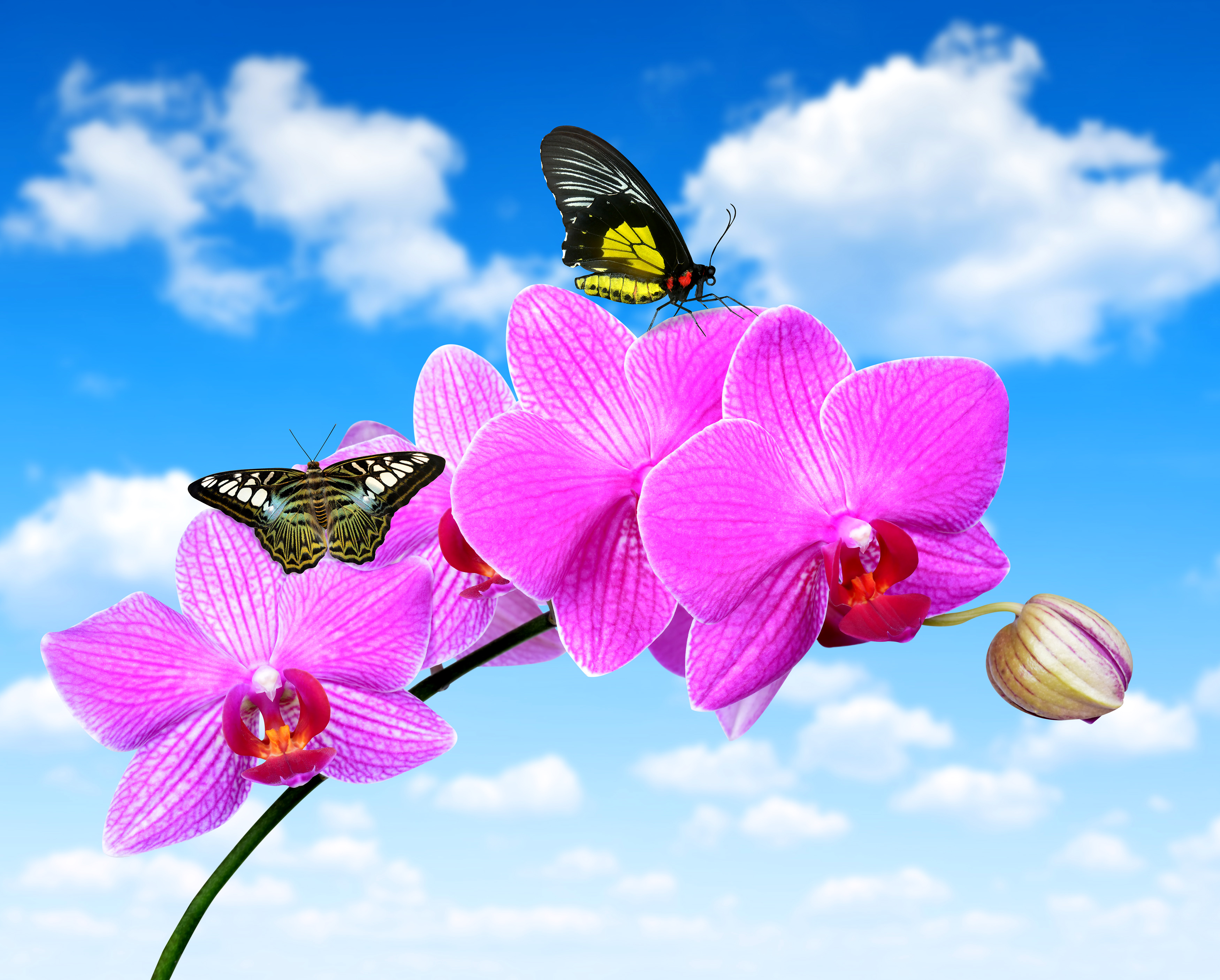 Animal Butterfly Flower Orchid Pink Flower 3500x2812