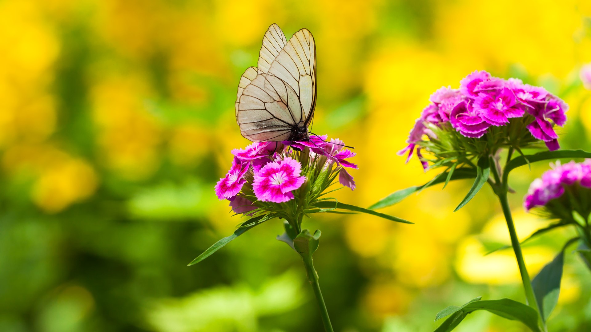 Nature Flowers Butterfly Depth Of Field Macro Pink Flowers Black Veined White 1920x1080