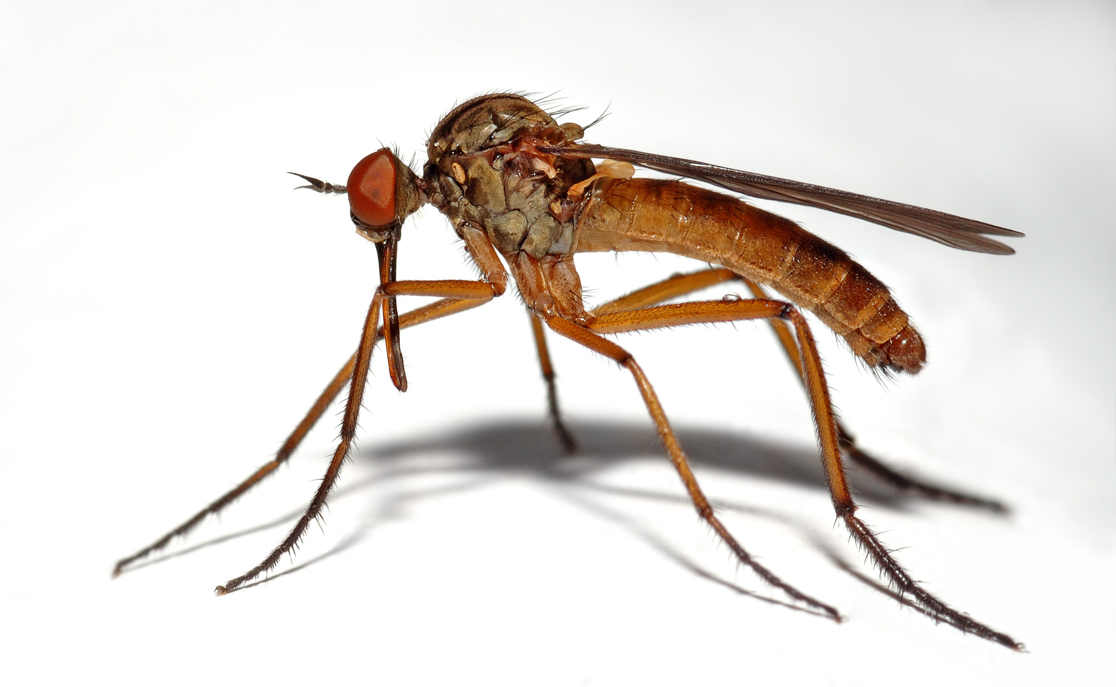 Close Up Insect Macro Midge Mosquito 2172x1336