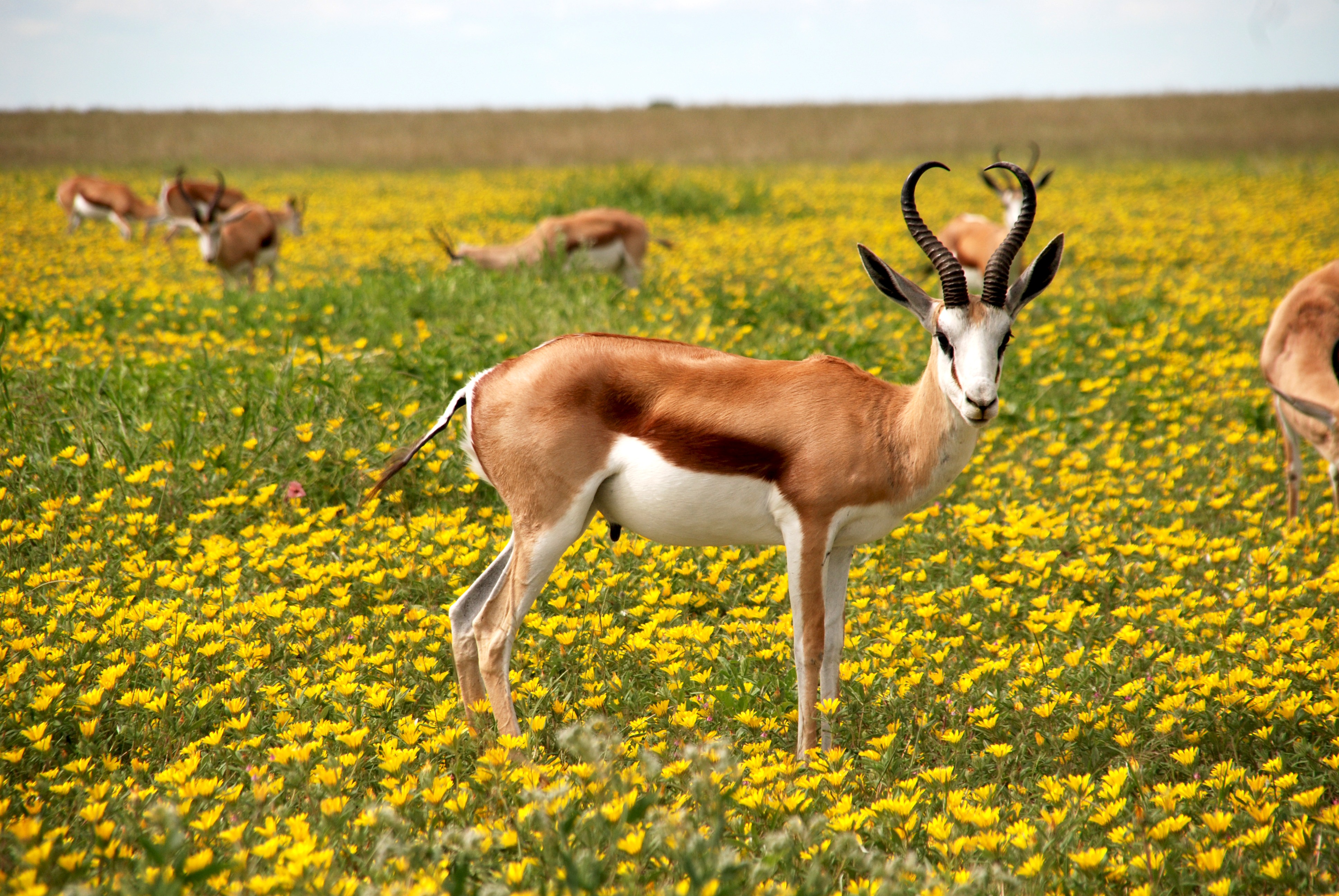 Antelope Flower Springbok Wildlife Yellow Flower 3872x2592