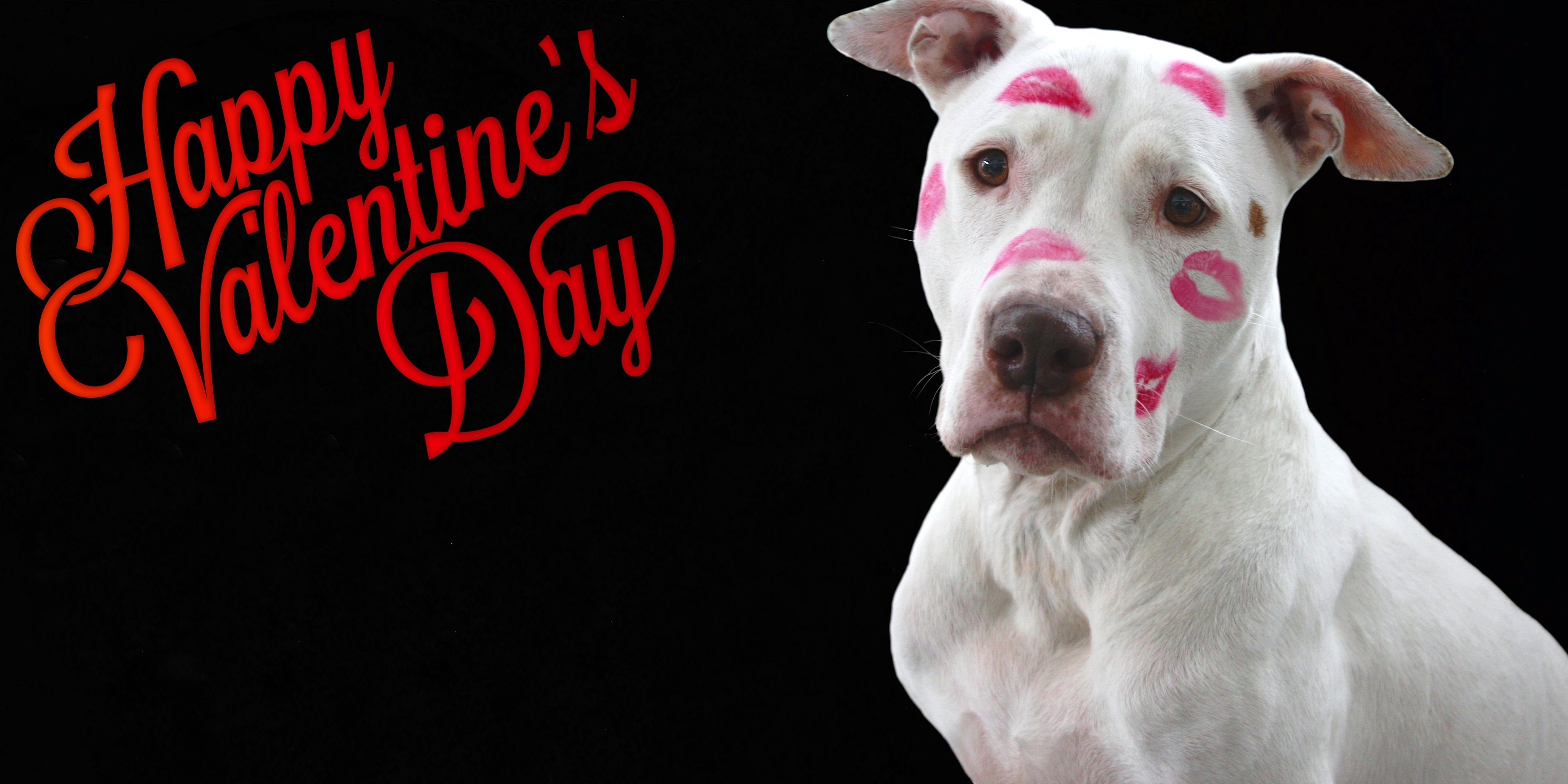 Dog Happy Valentine 039 S Day Valentine 039 S Day 4000x1999