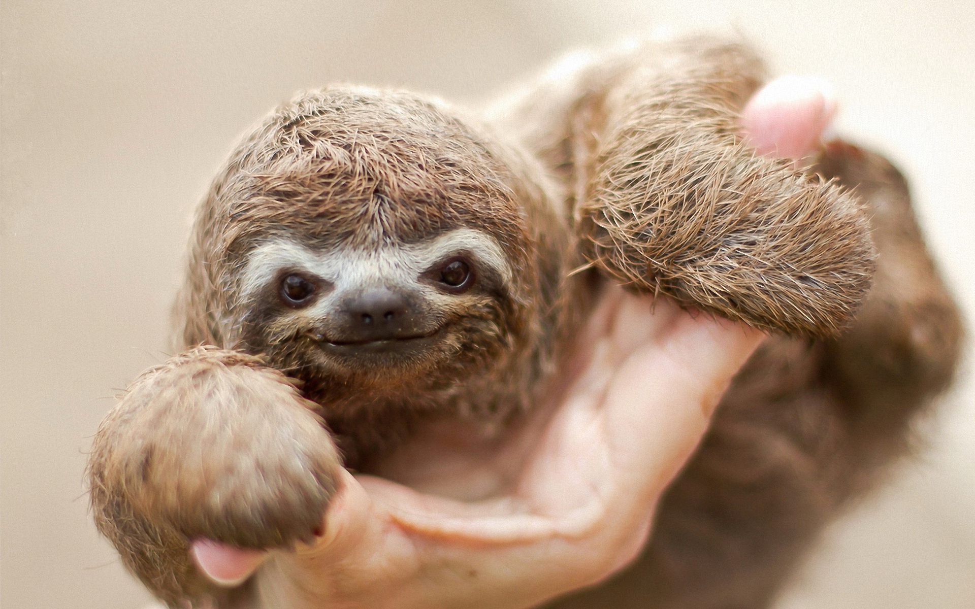 Animal Sloth 1920x1200