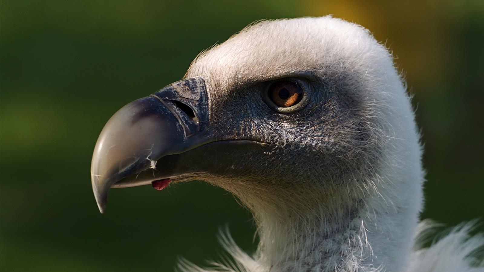 Animal Griffon Vulture 1600x900