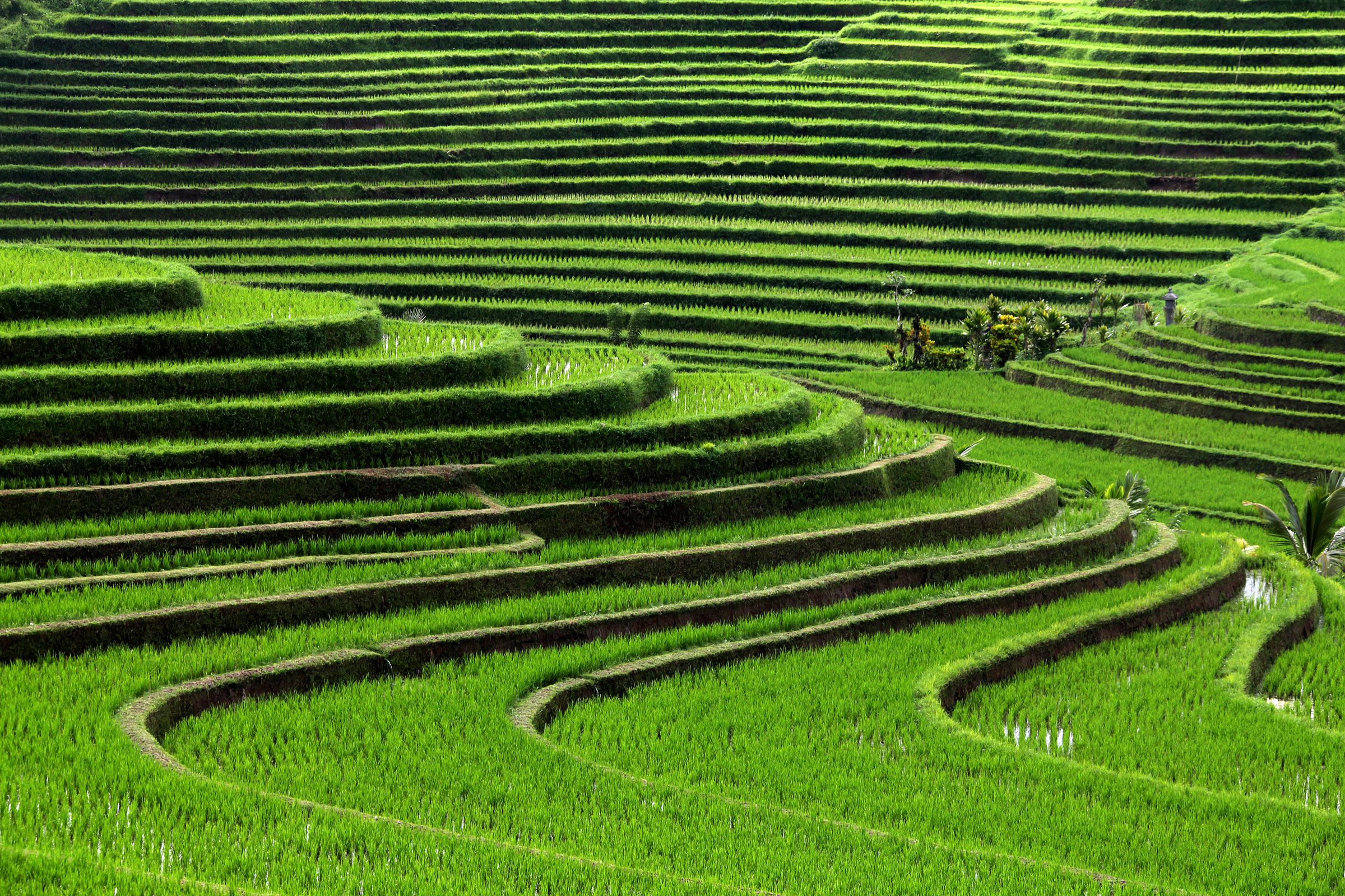 Man Made Rice Terrace 2400x1600