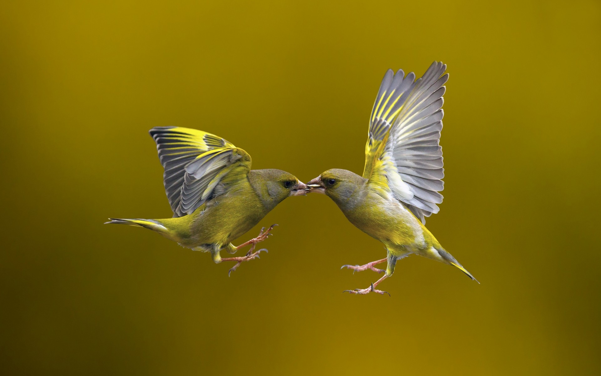 Animal Finch 1920x1200