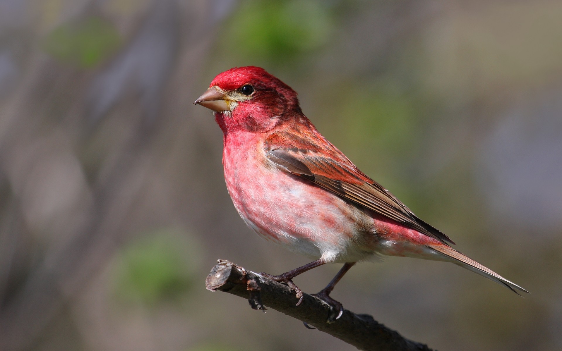 Animal Finch 1920x1200