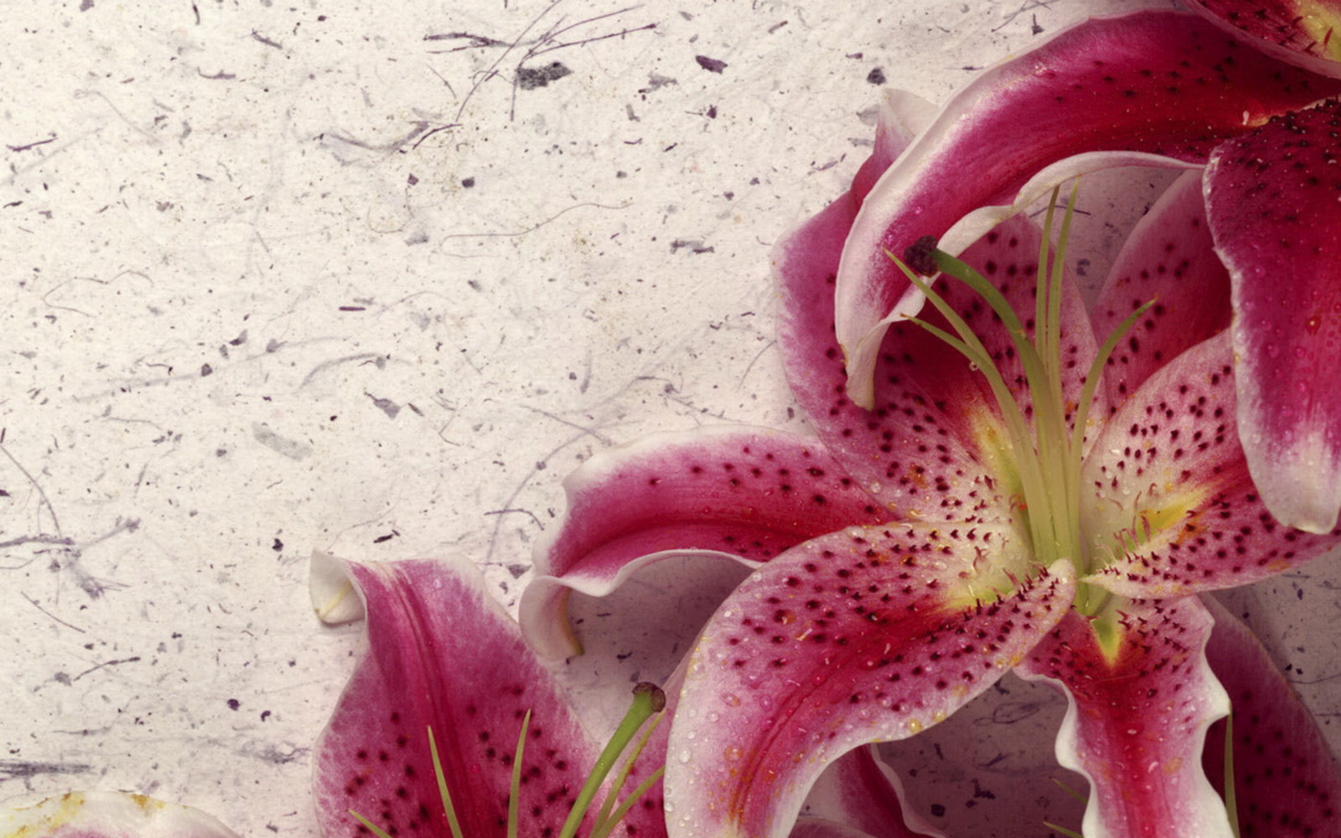 Earth Lily 1920x1200