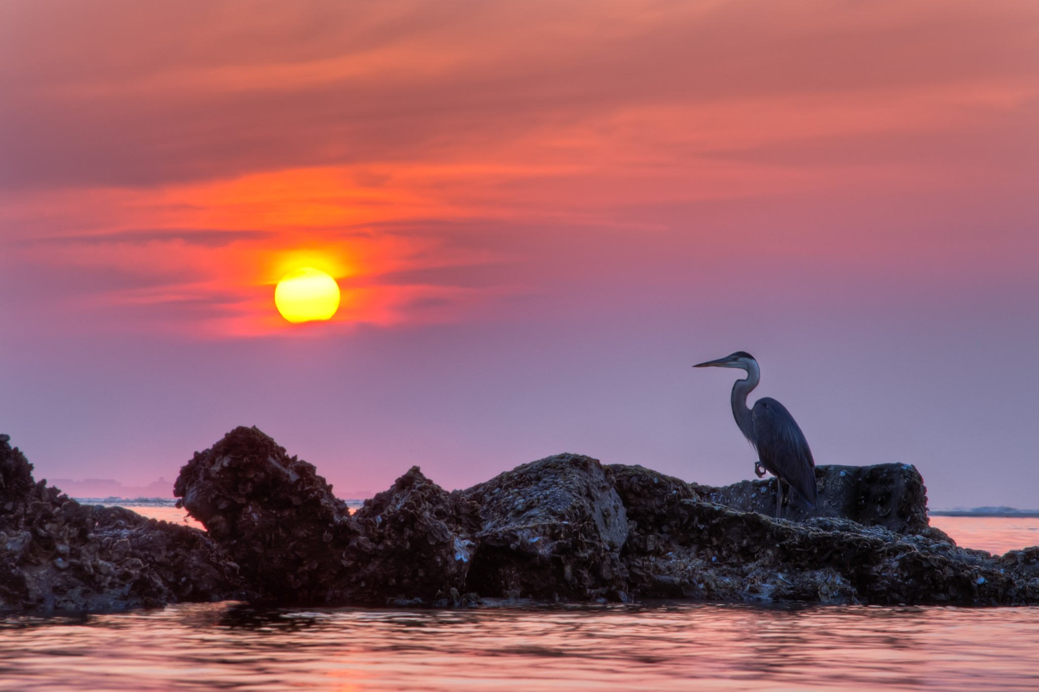 Animal Bird Heron Ocean Rock Sea Sunset 2048x1365