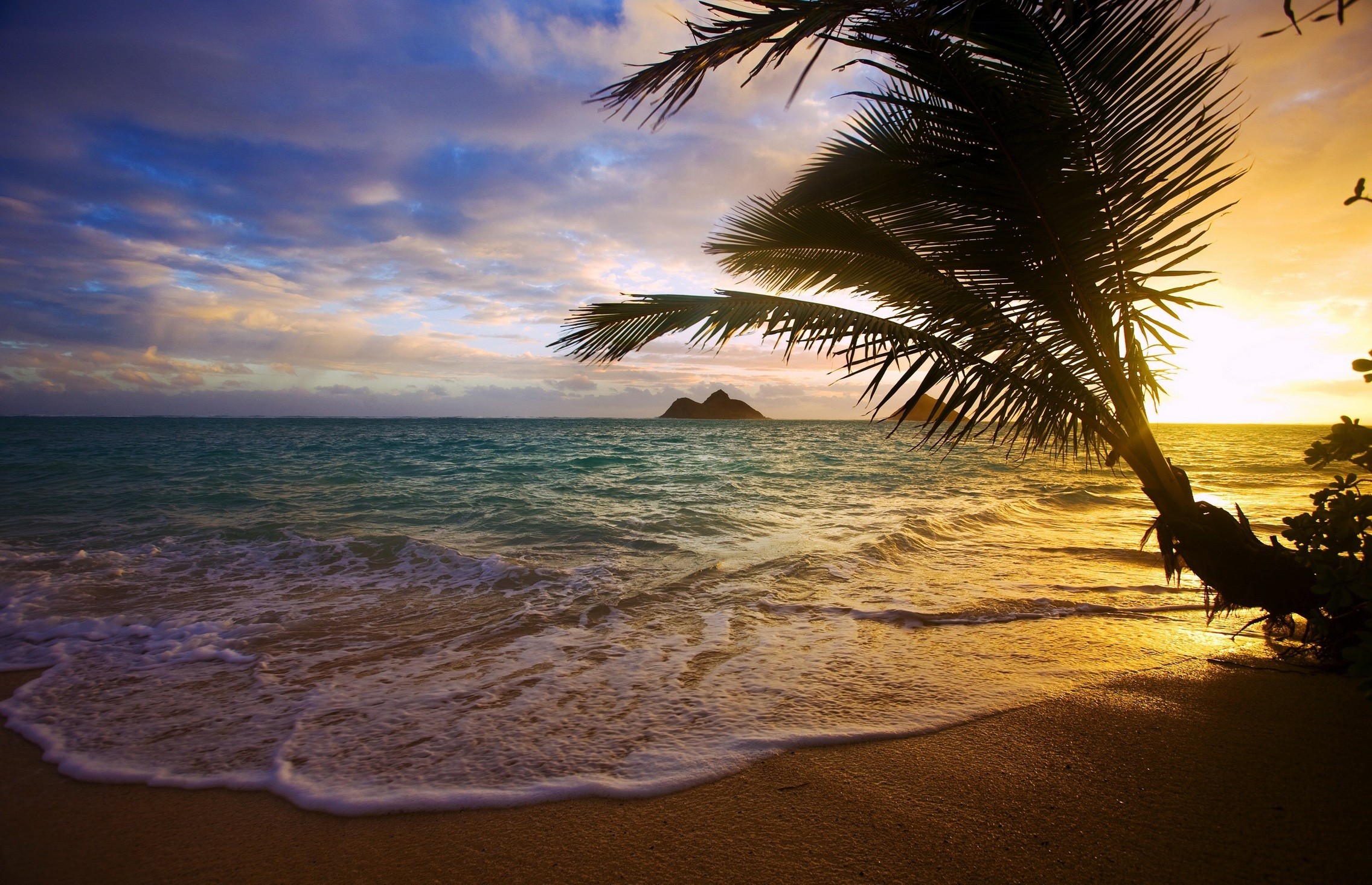 Beach Palm Tree Sea Tropics Wave 2272x1466