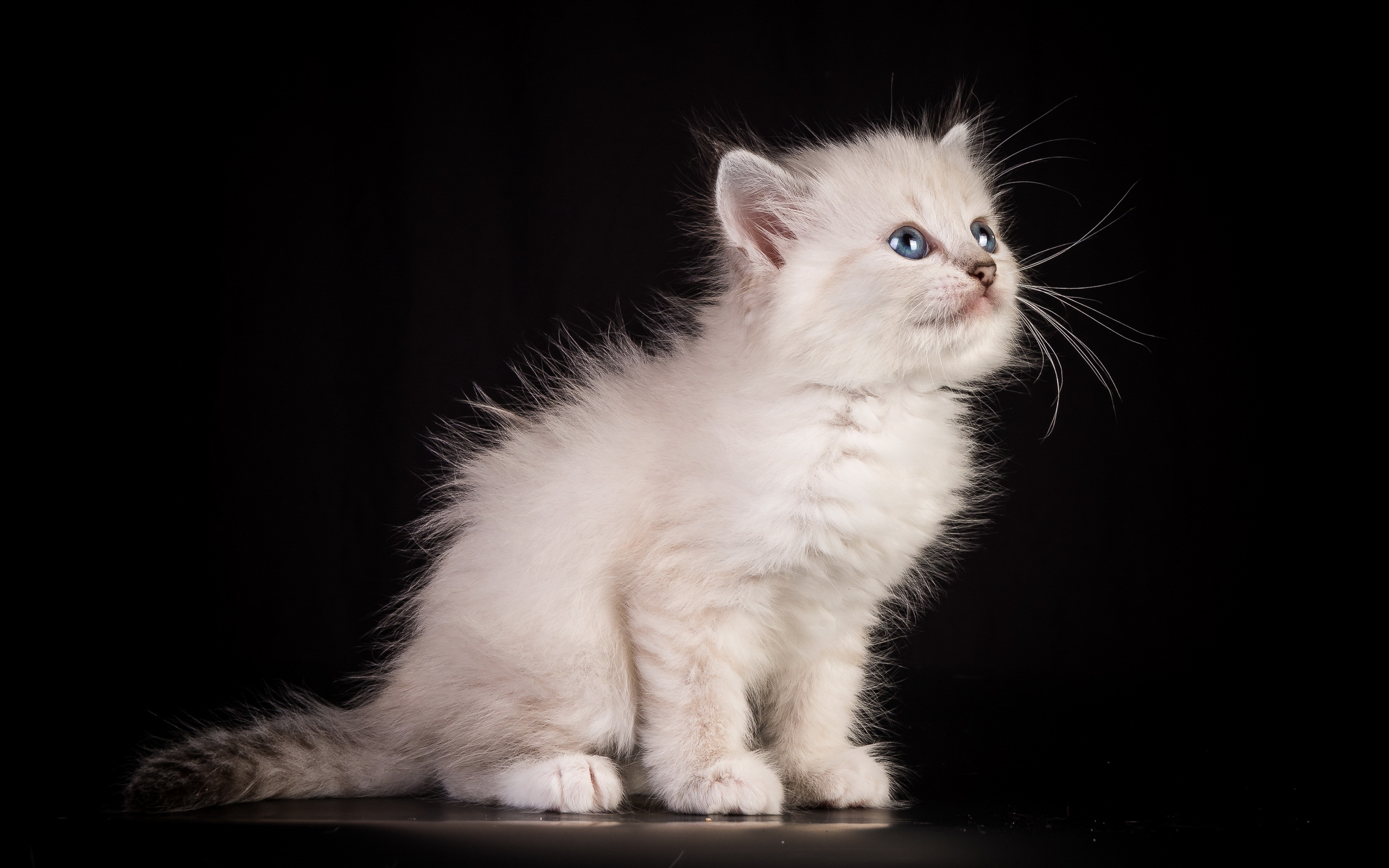 Blue Eyes Cat Fluffy Kitten 2560x1600