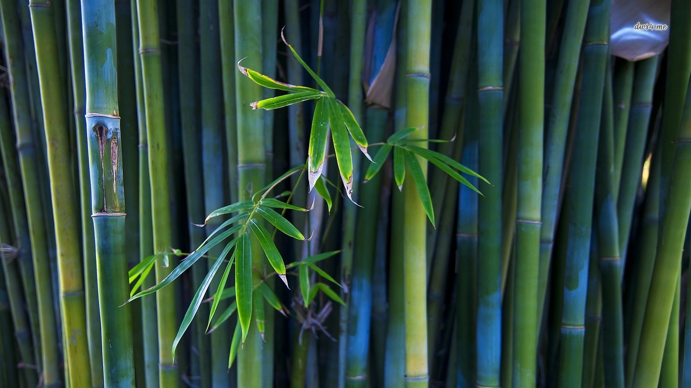 Bamboo 1366x768