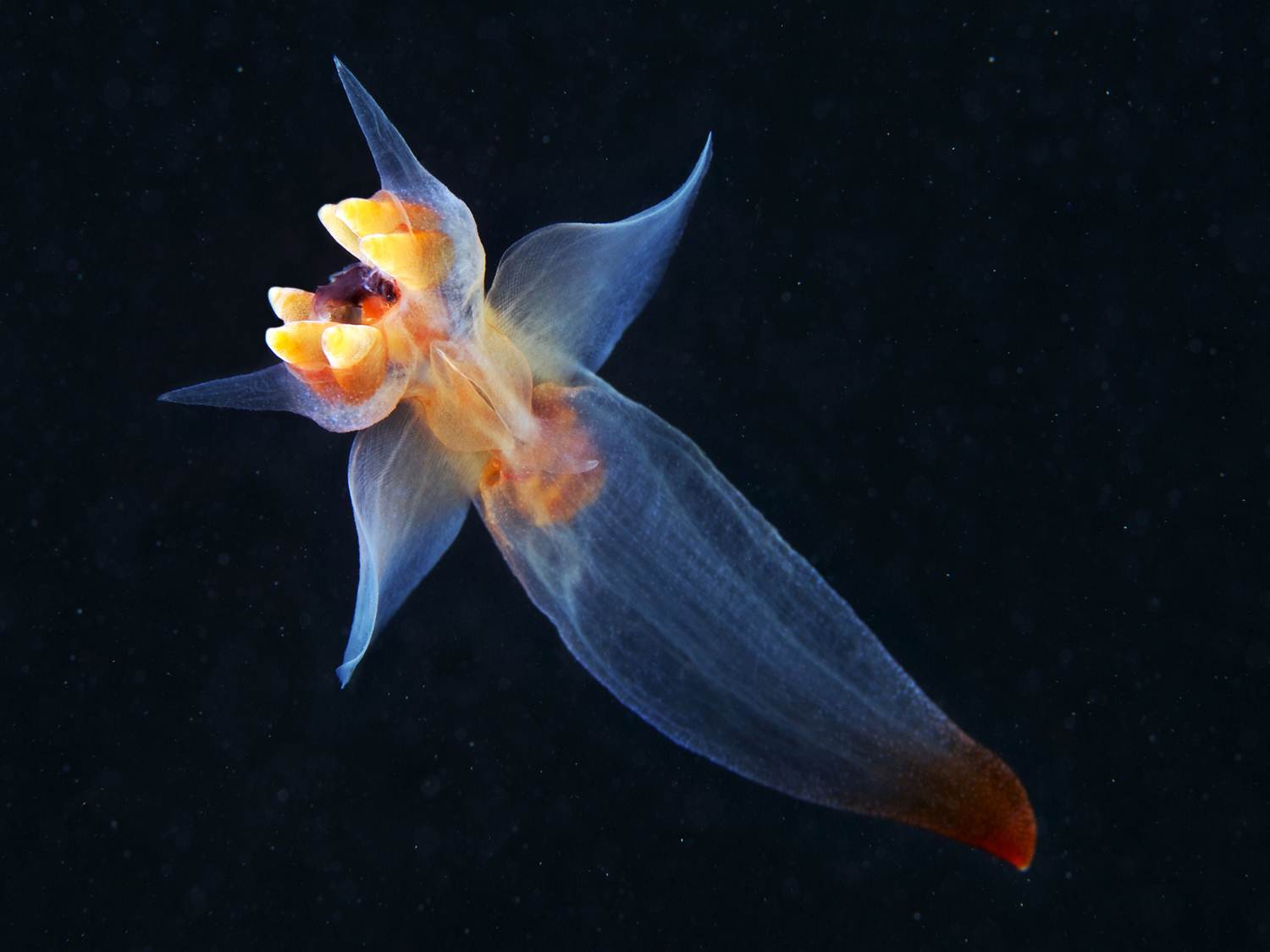 Nudibranch Sea Slug 1500x1125