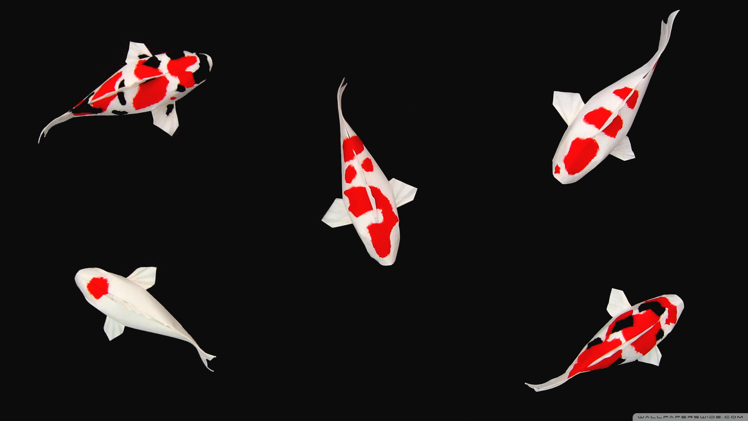 Fish Koi Fish Pond 2560x1440