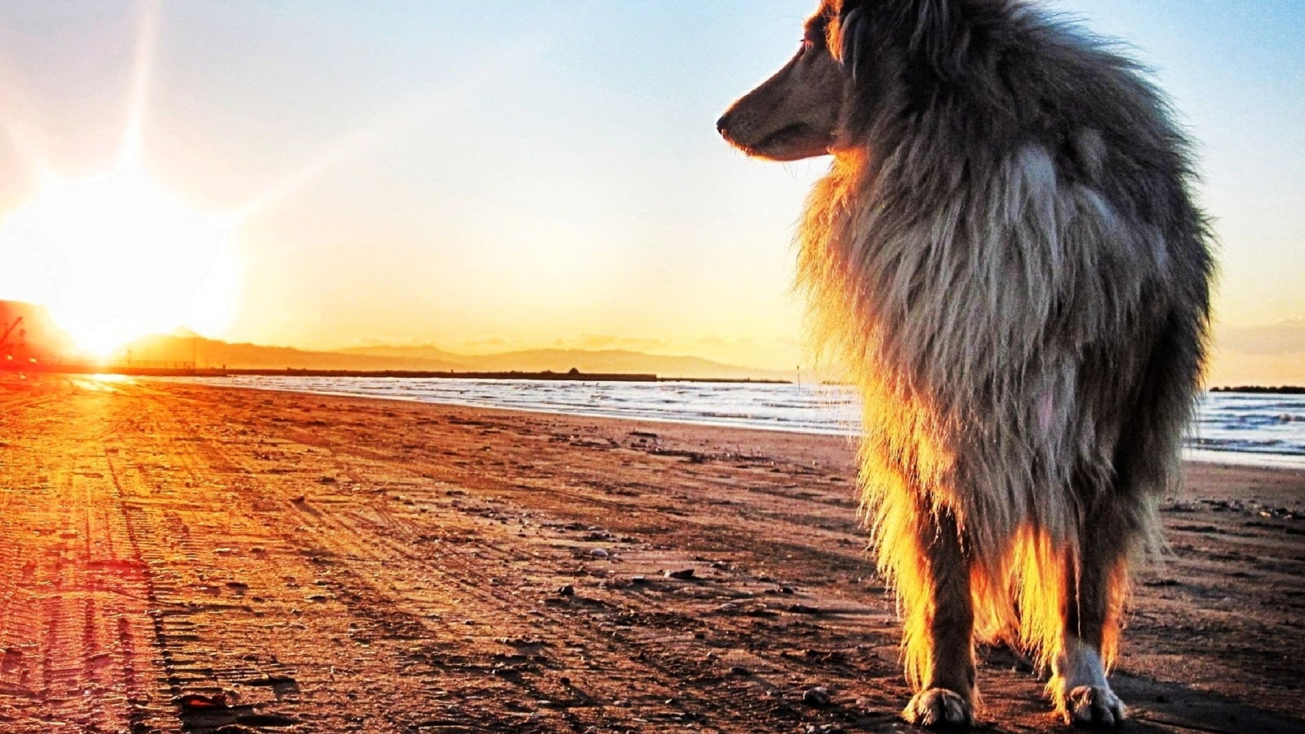 Animal Rough Collie 2560x1440