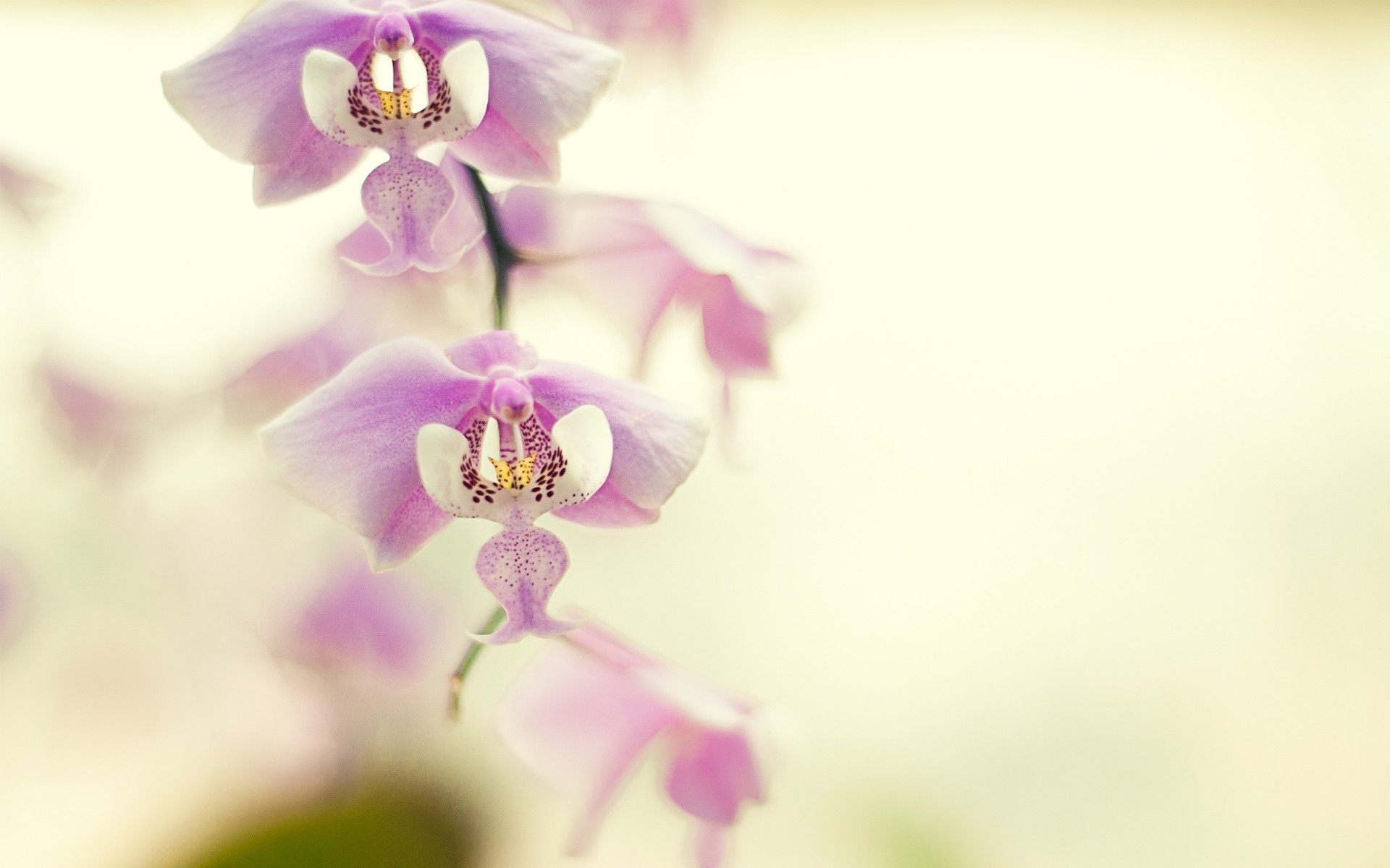 Close Up Flower Nature Orchid Purple Flower 1920x1200