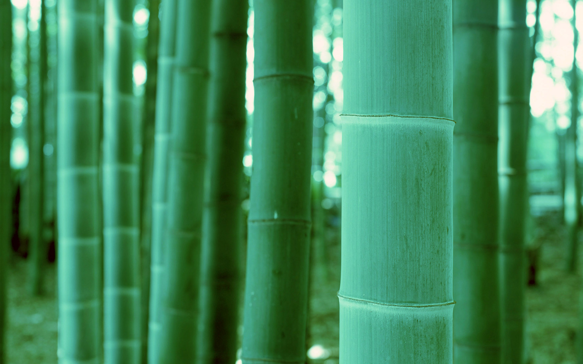 Earth Bamboo 1920x1200