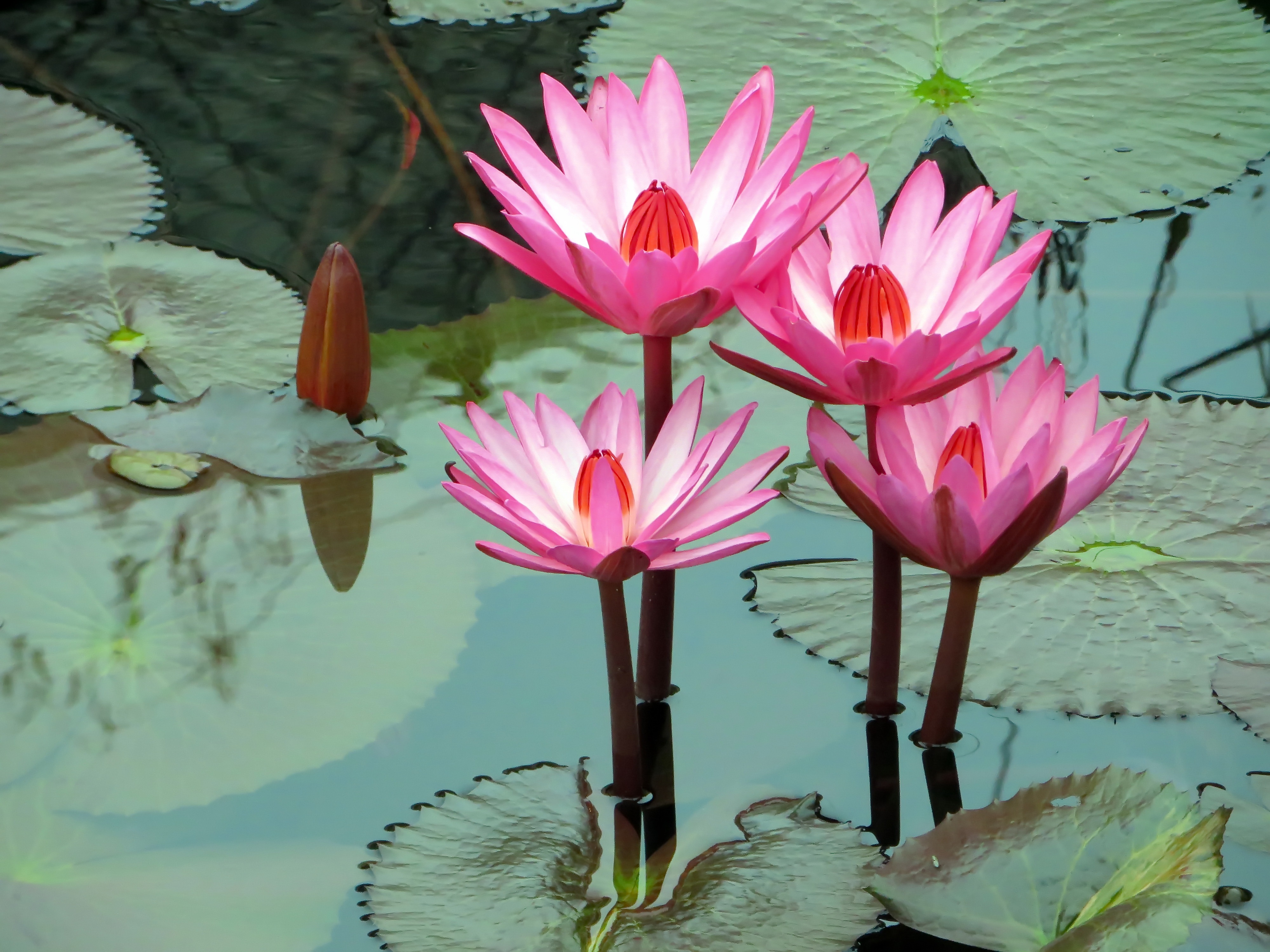 Flower Leaf Pink Flower Water Water Lily 4000x3000