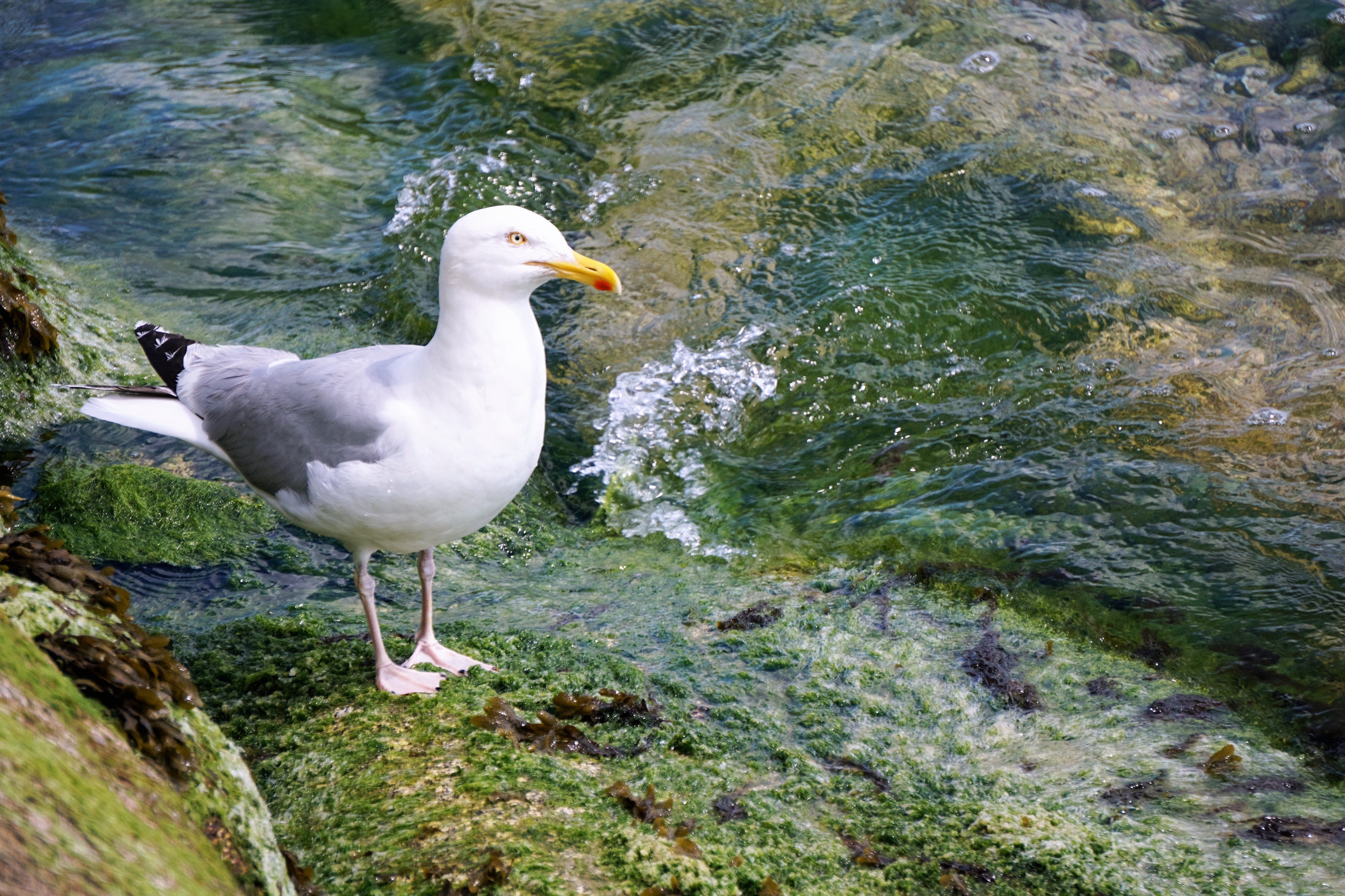 Bird Seagull Water 5655x3769