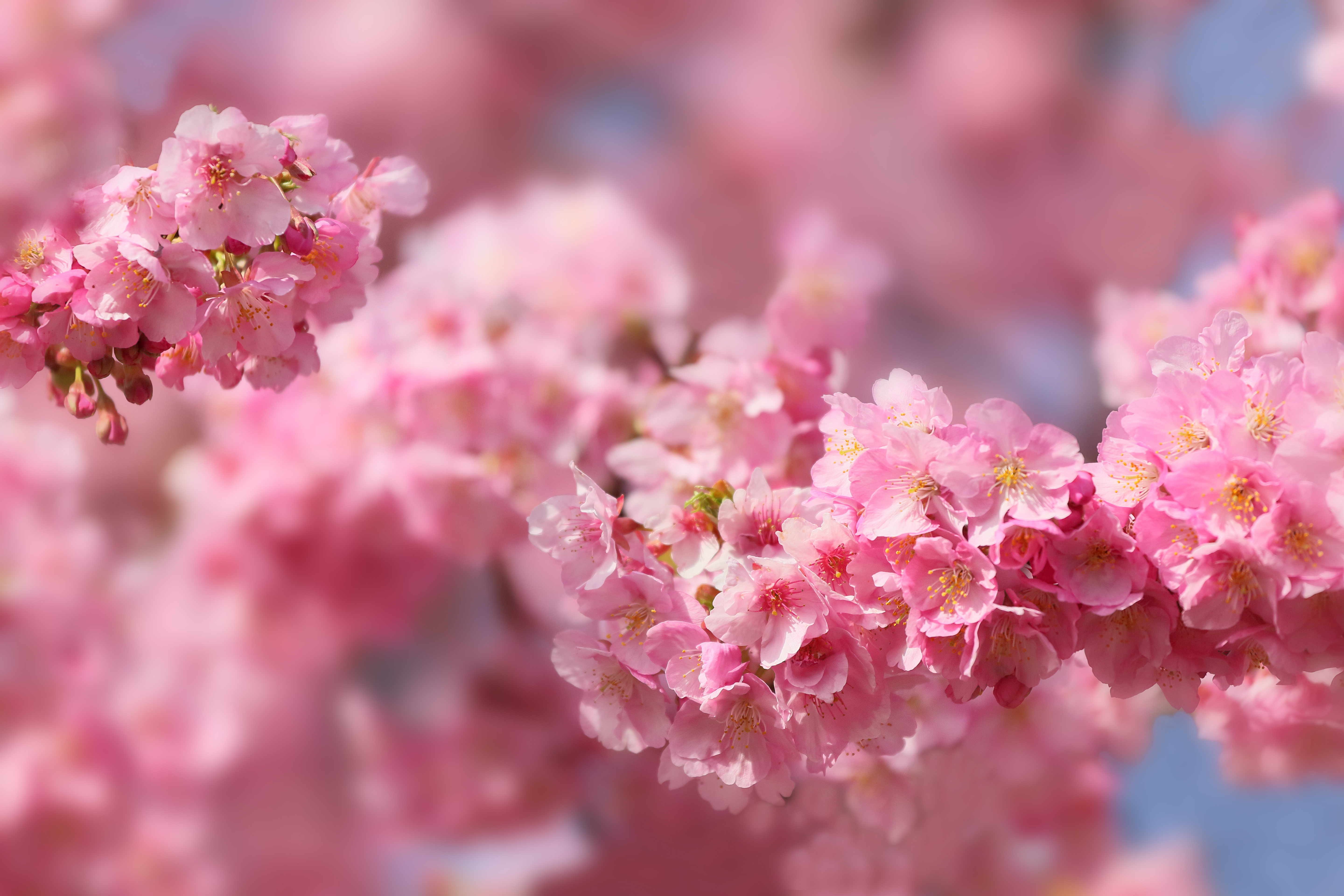 Blossom Cherry Blossom Japan Nature Sakura Spring 5760x3840