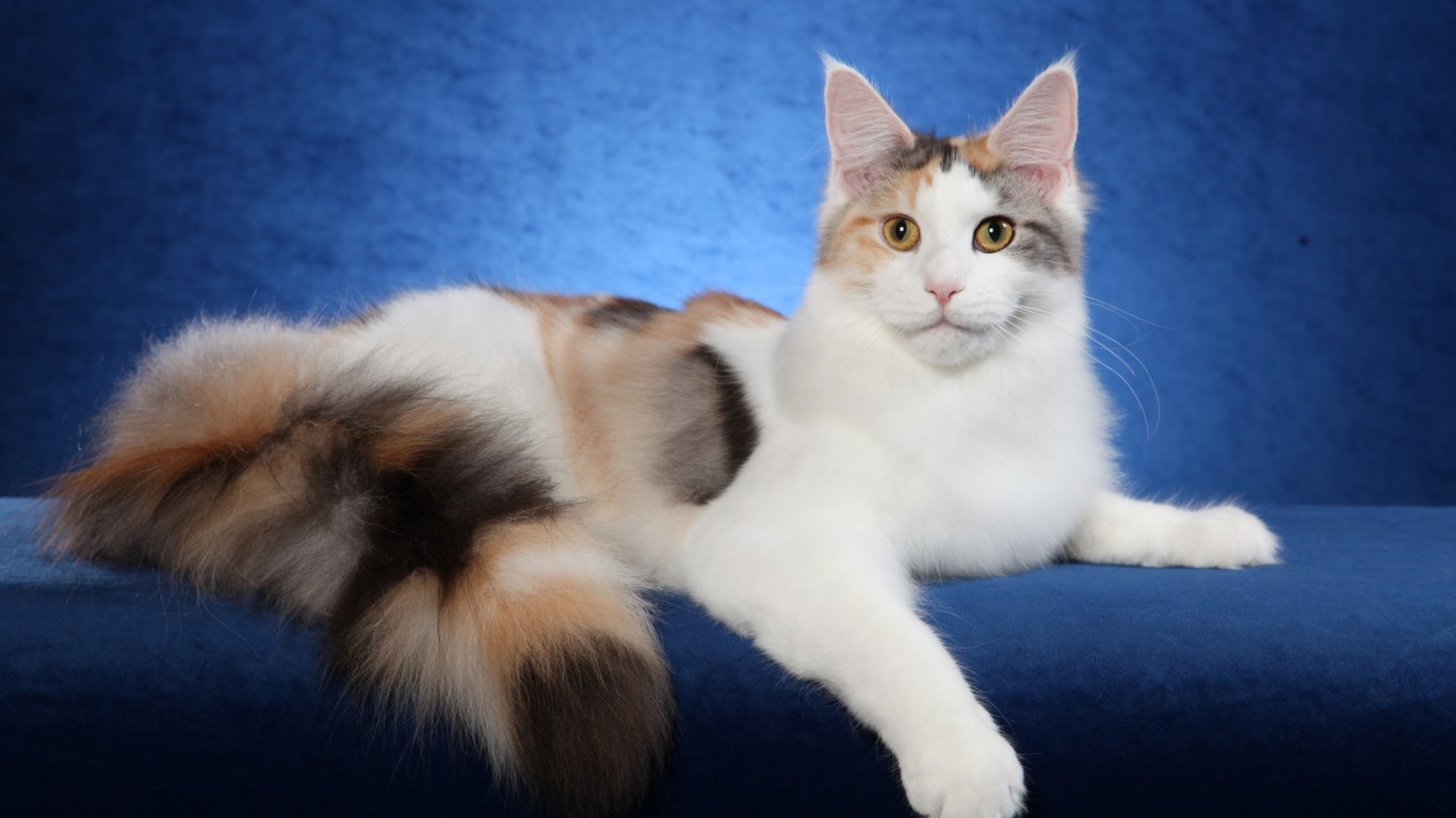 Calico Cat Cat Maine Coon Photography 1366x768