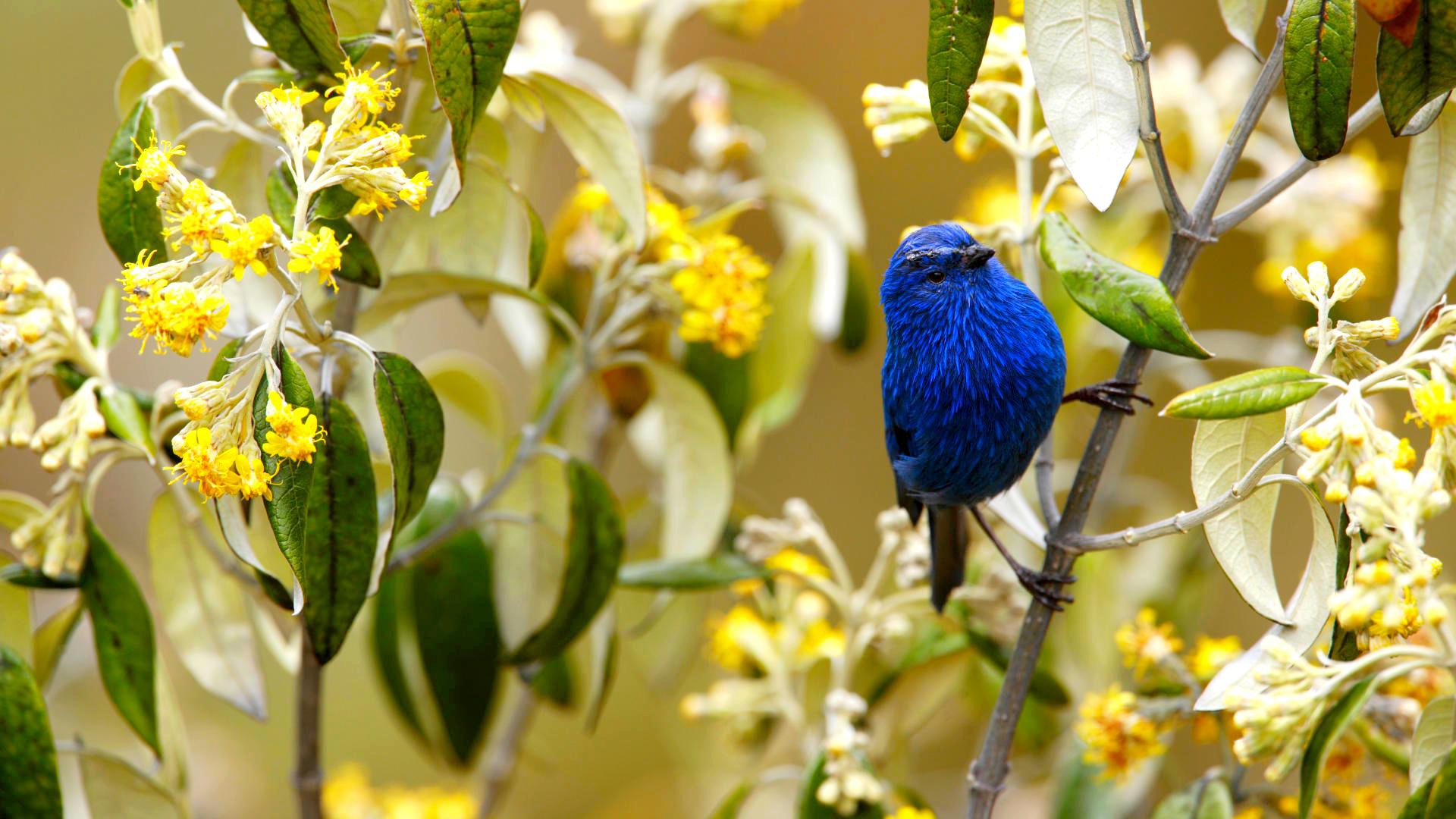 Animal Bird Blue Blue Tanager Tanager 1920x1080