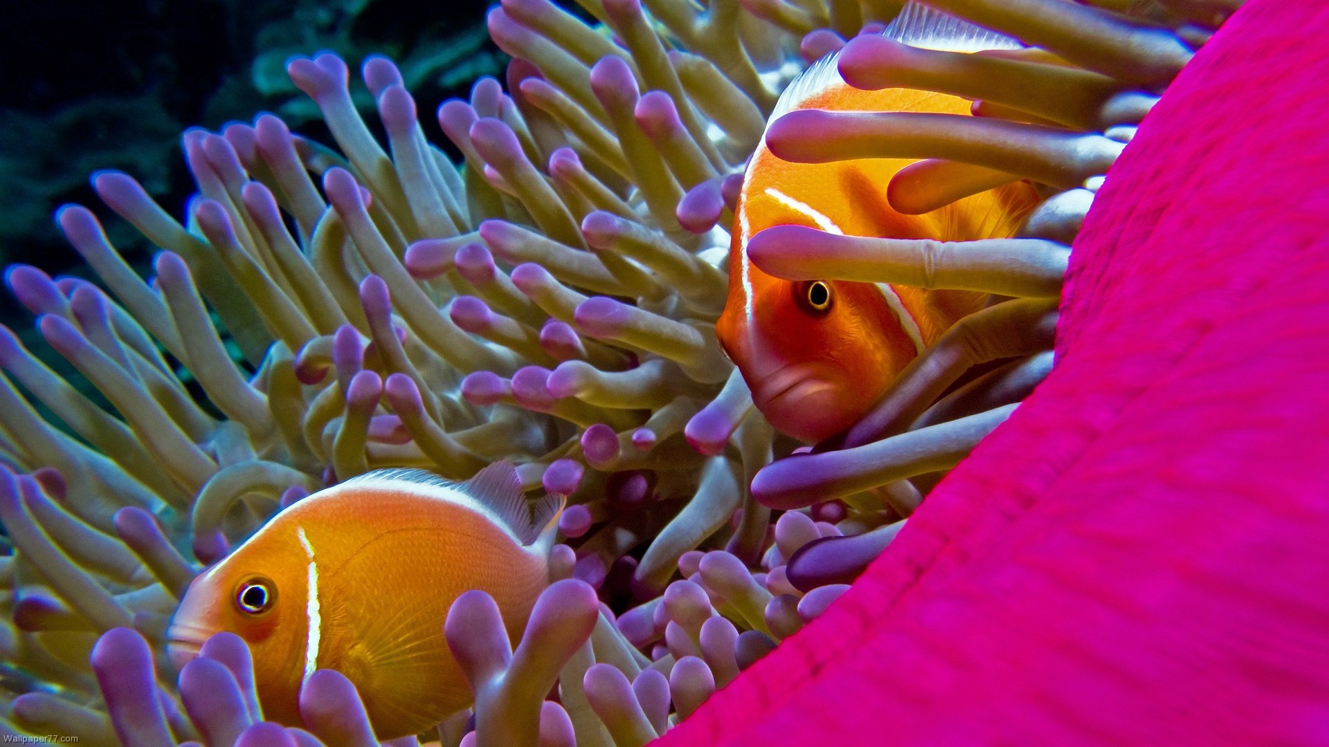 Anemone Animal Close Up Fish Orange Color 1920x1080