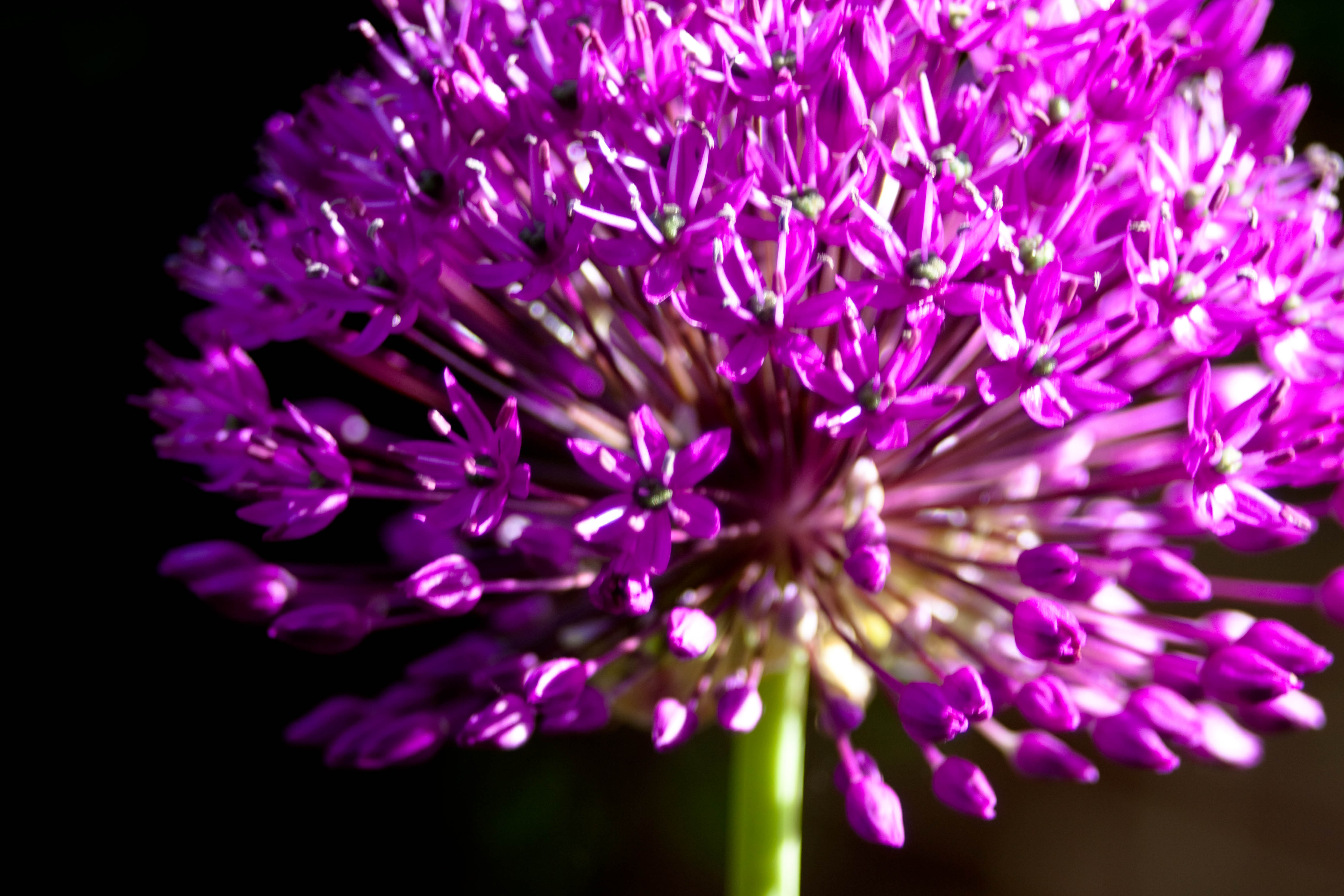 Allium Flower Macro Nature Pink Flower 4752x3168