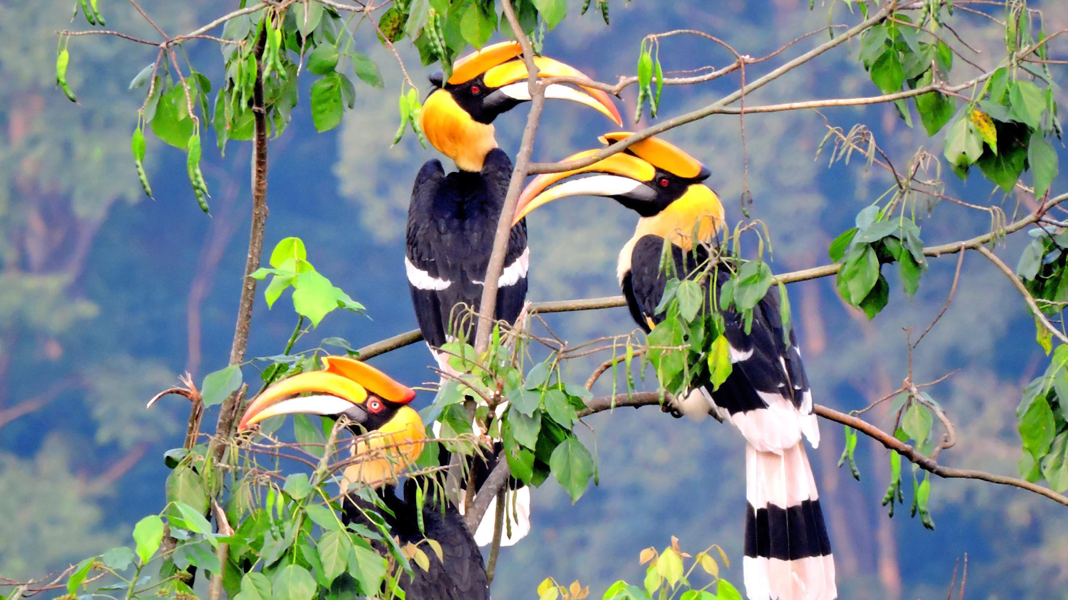 Animal Bird Branch Hornbill Rhinoceros Hornbill Tree 2133x1200