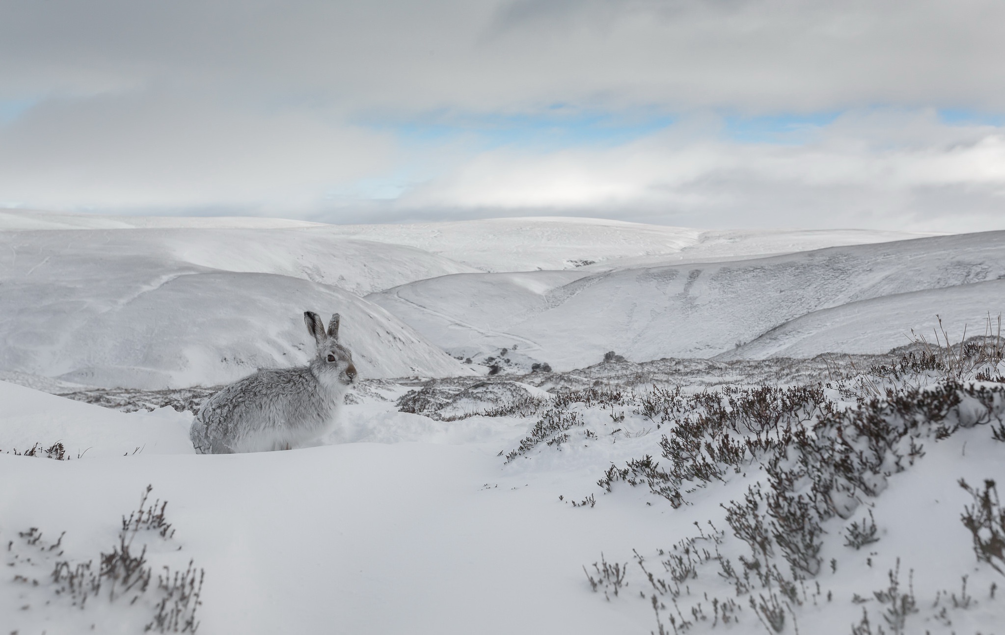 Hare Landscape Nature Snow Wildlife Winter 2047x1294