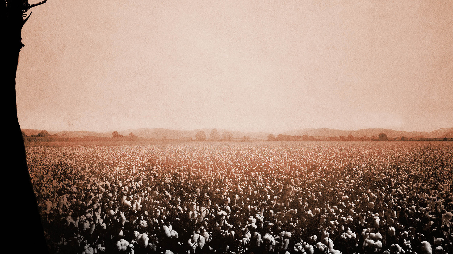 Cotton Field 1920x1080