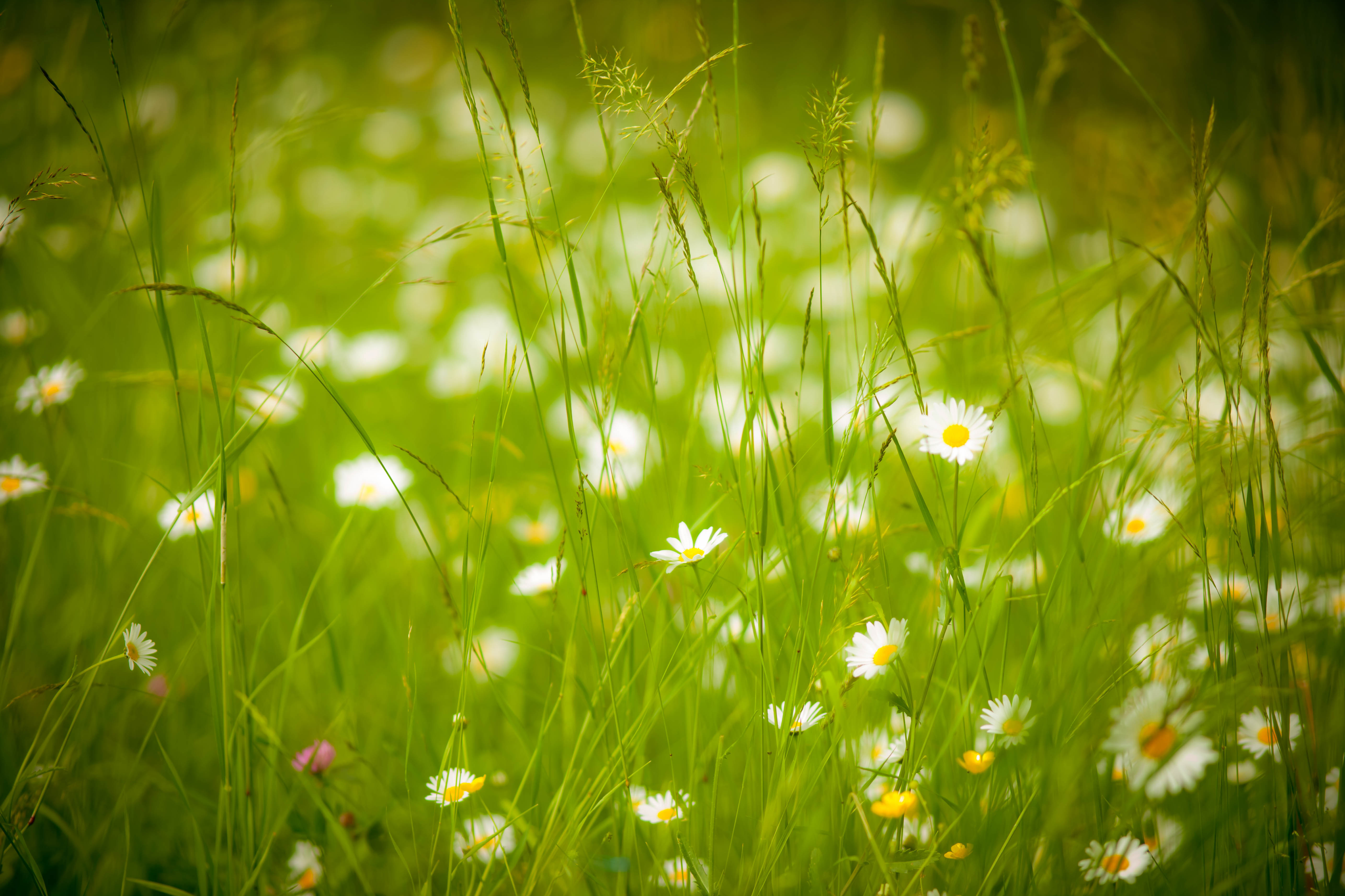 Blur Flower Green Meadow Nature Summer White Flower 5616x3744