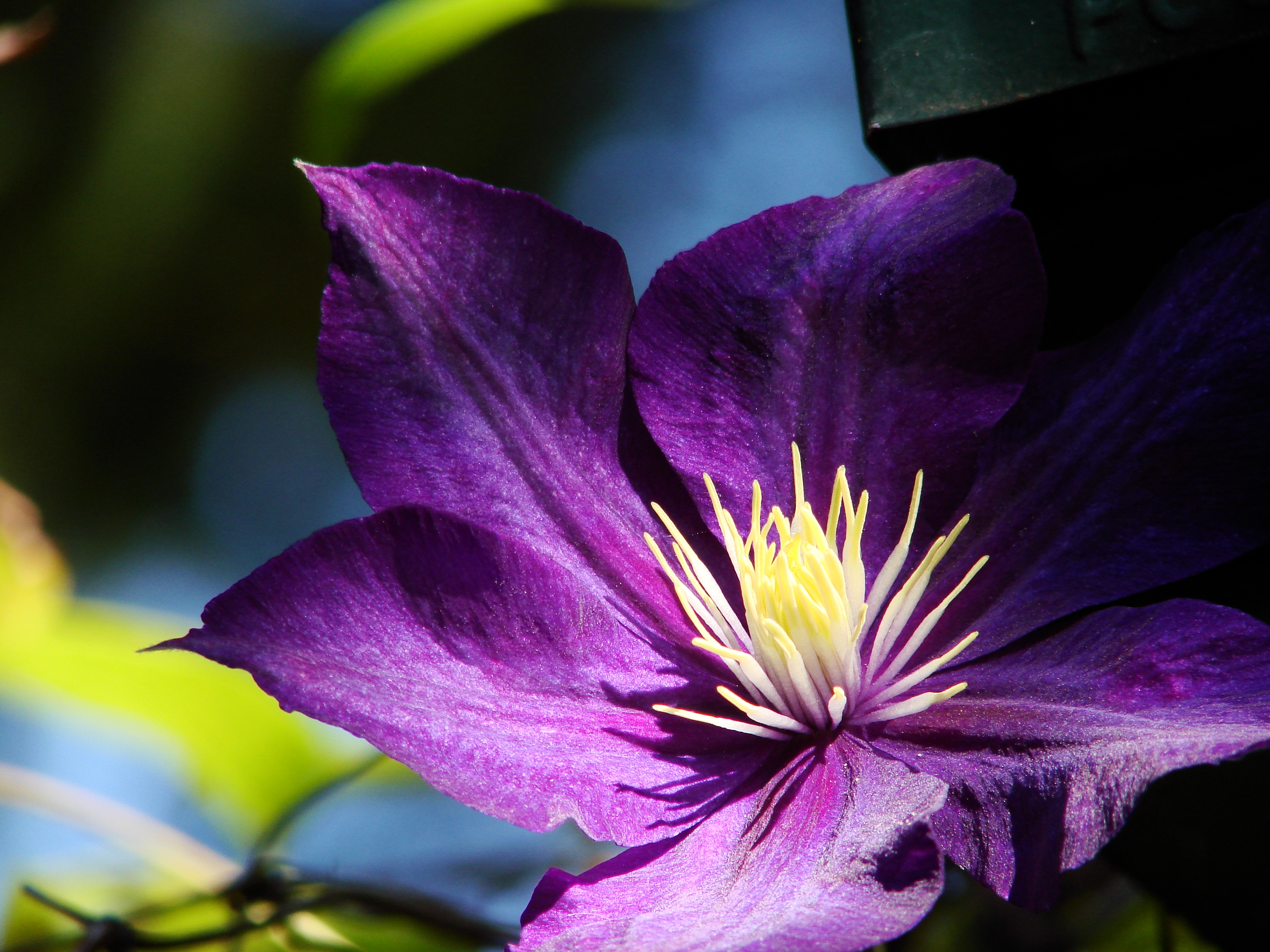 Clematis Close Up Flower Purple Flower 3072x2304