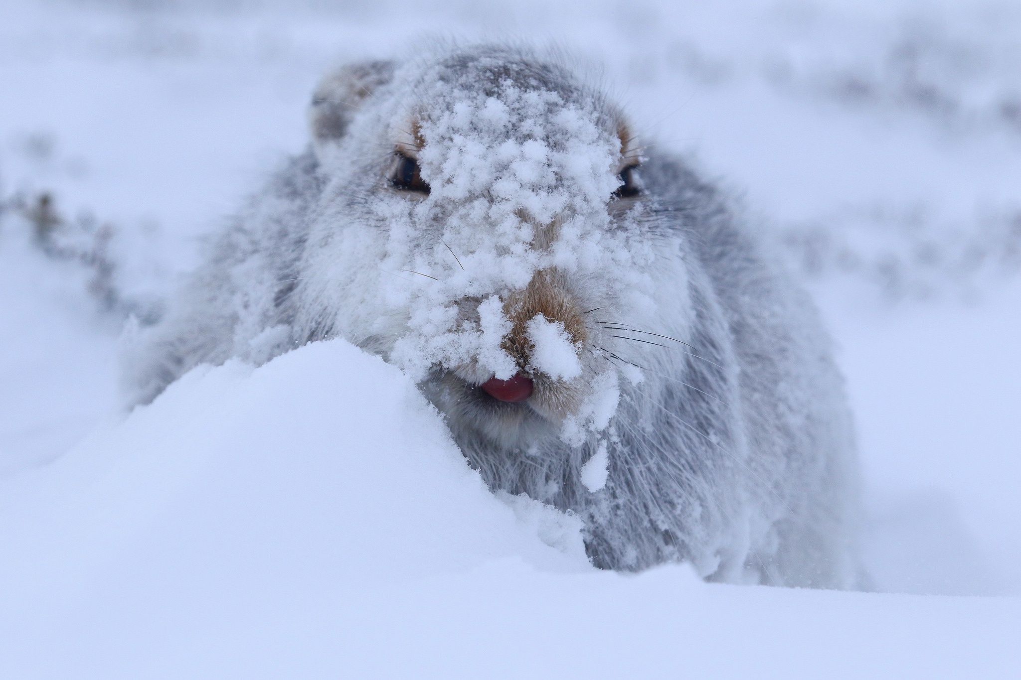 Hare Snow Wildlife 2048x1365