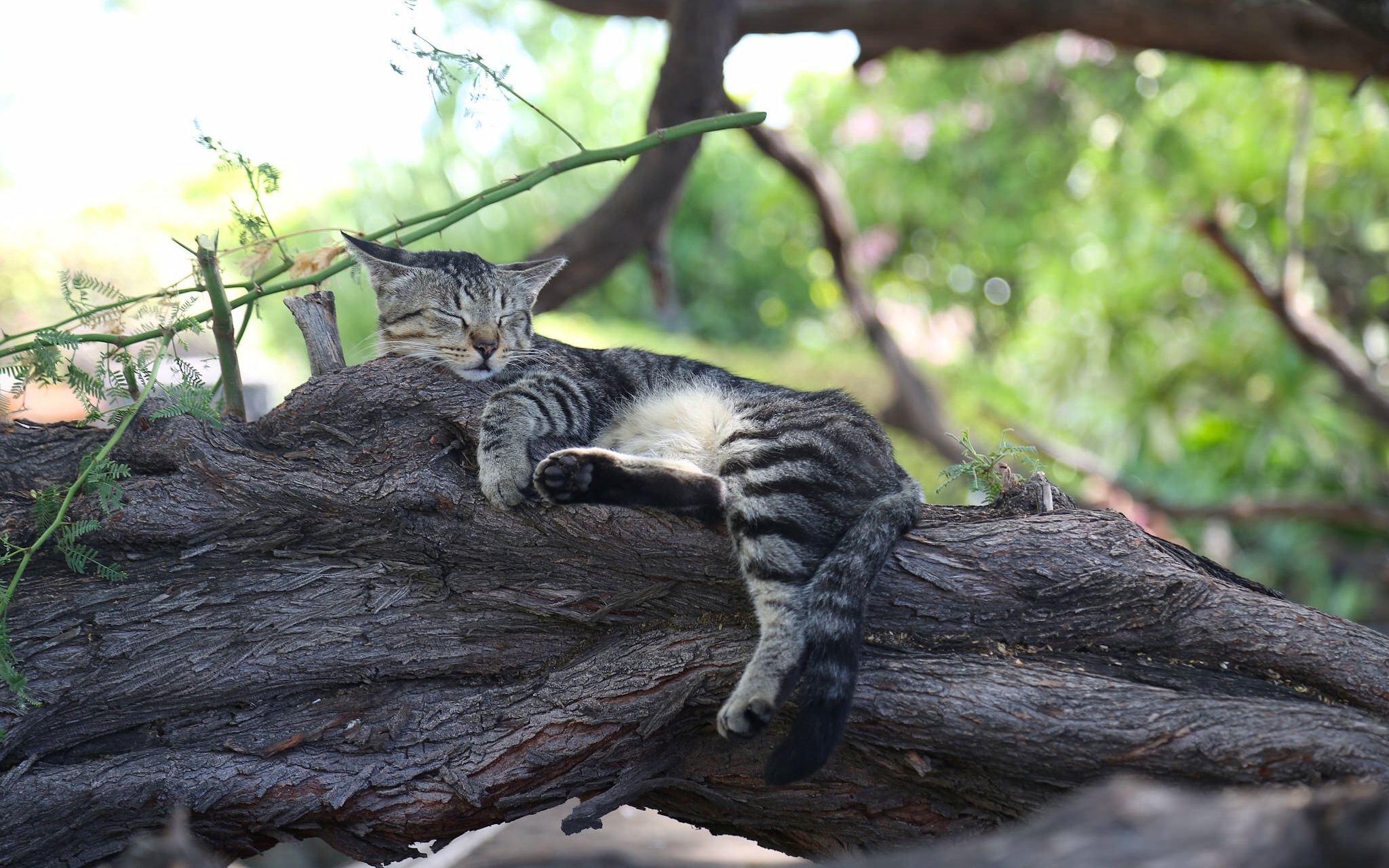 Branch Cat Relax Sleeping 2048x1280