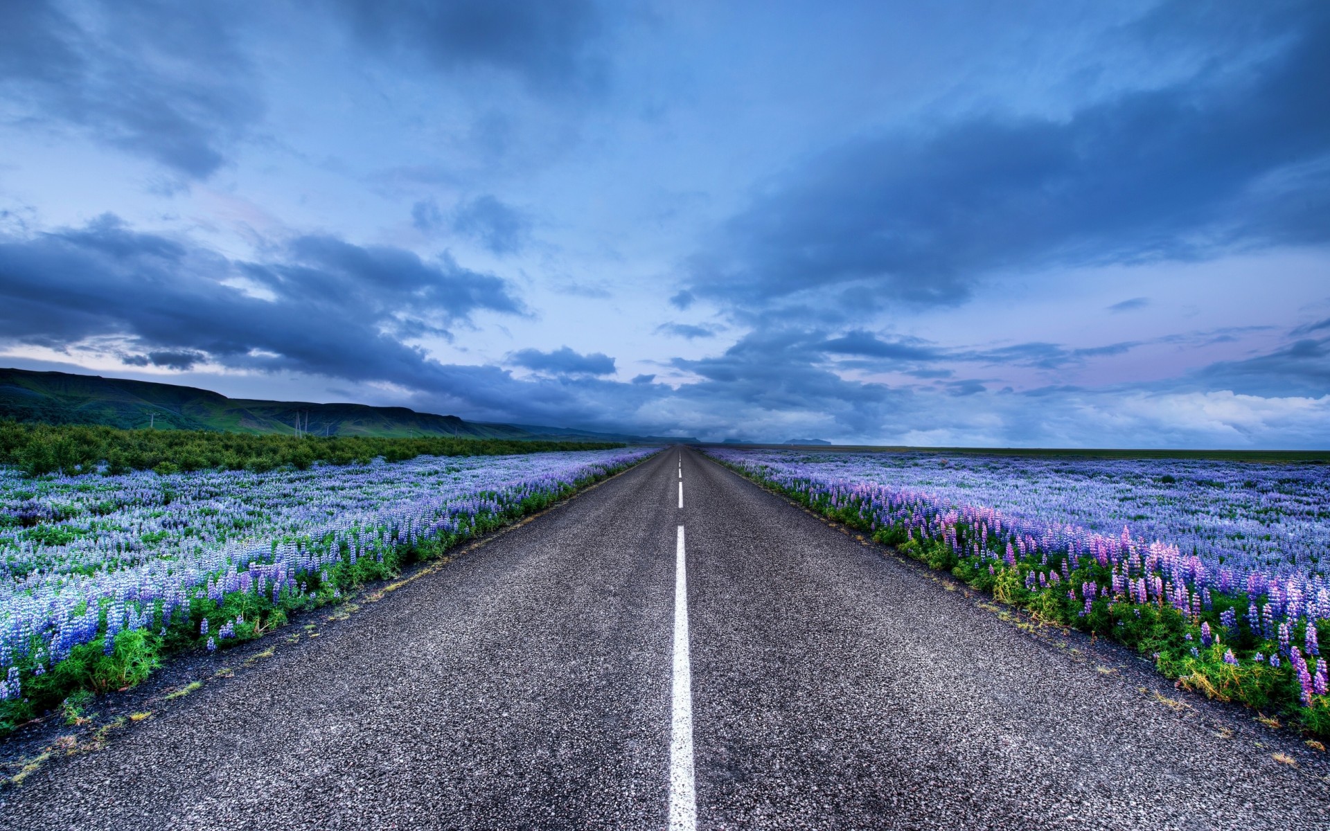 Cloud Field Flower Horizon Lupine Road Sky 1920x1200