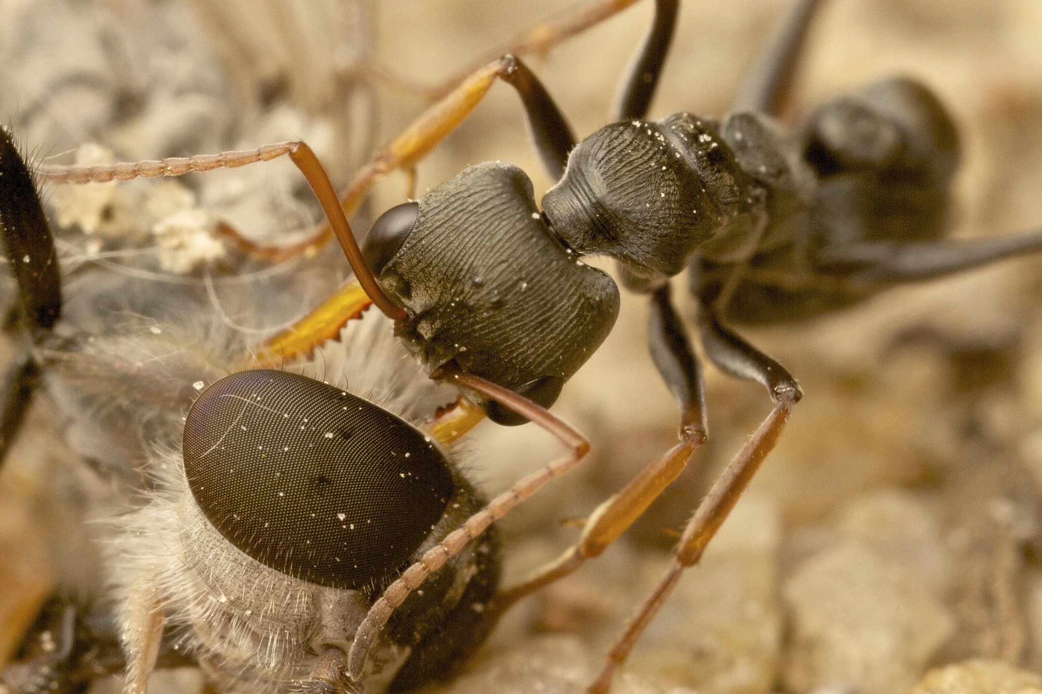Animal Ant 2050x1366
