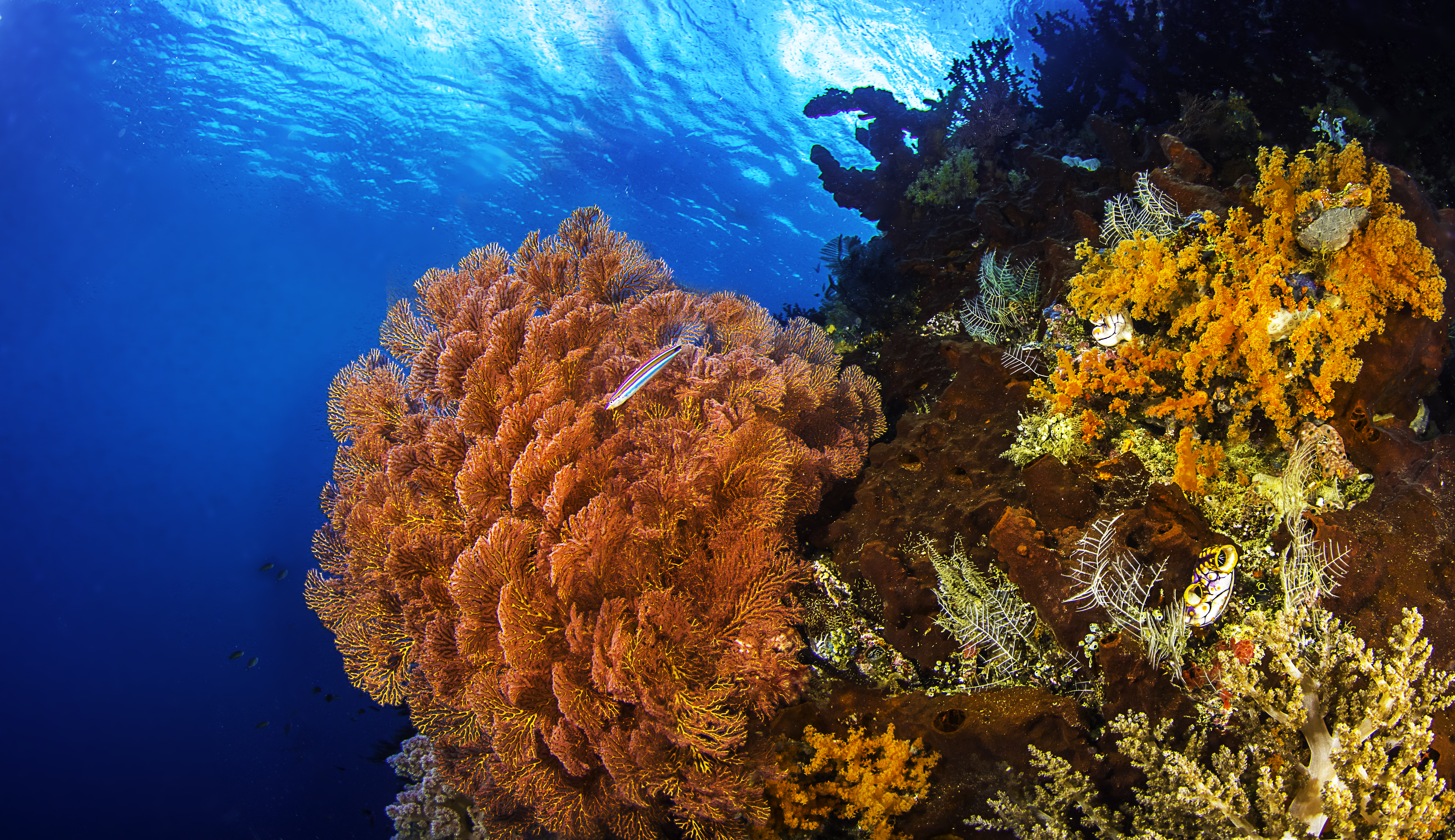 Colors Coral Reef Earth Fish Underwater 5985x3456