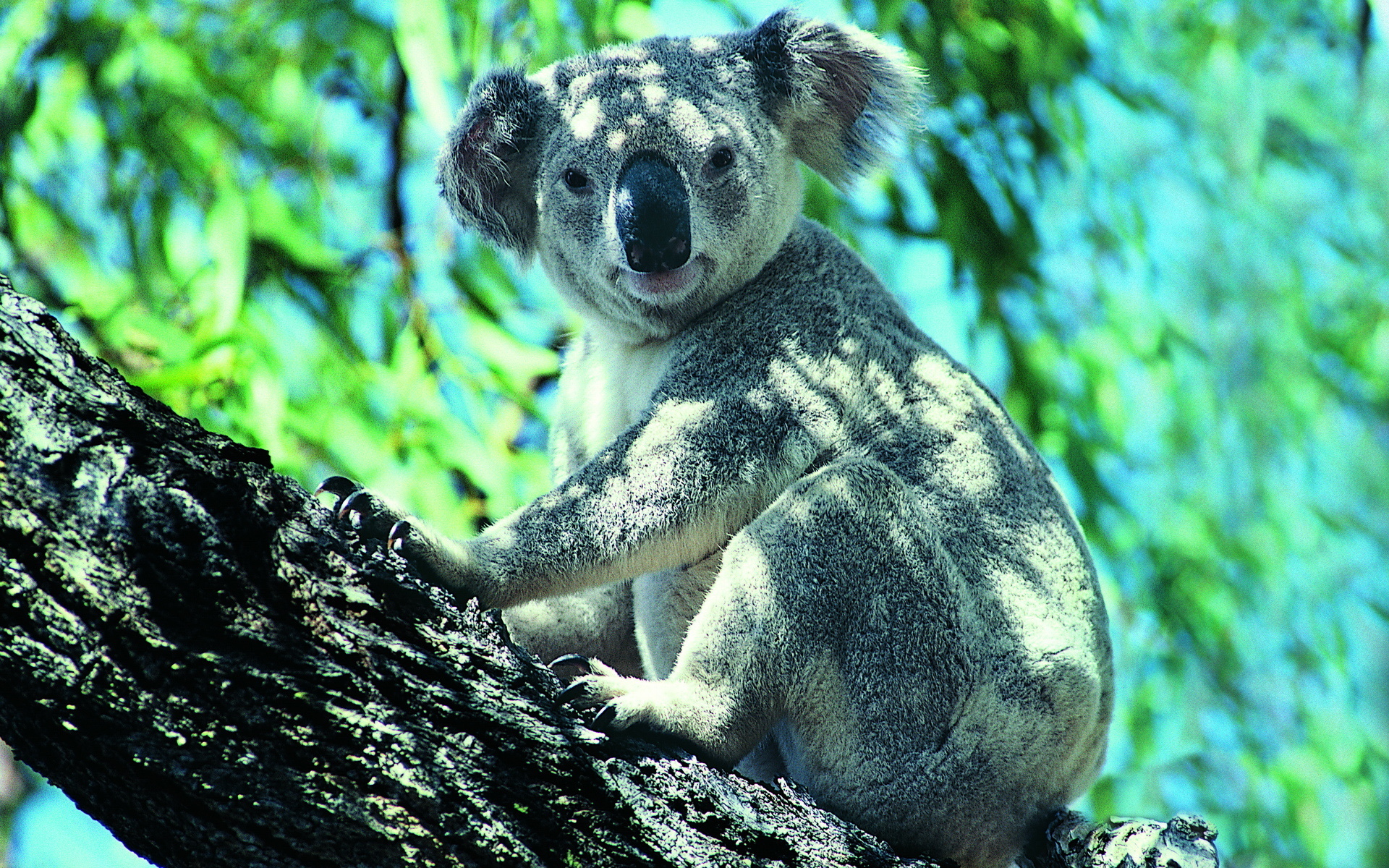 Animal Koala 1920x1200