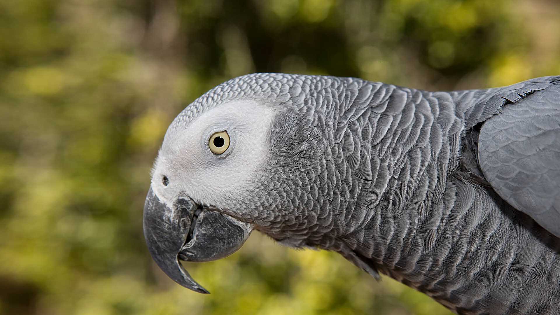 African Grey Parrot Bird Parrot 1920x1080