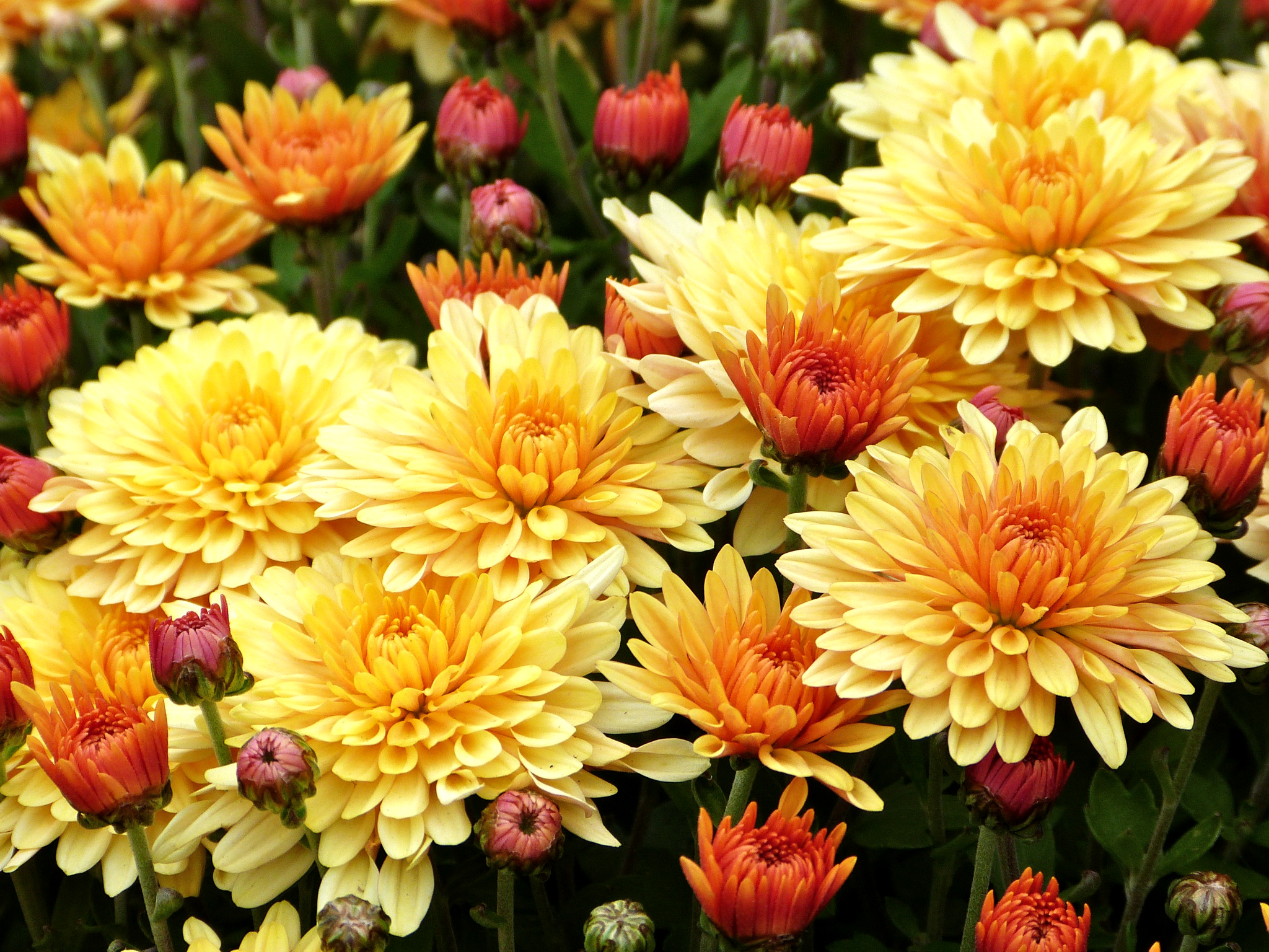 Chrysanthemum Earth Flower Yellow Flower 2048x1536