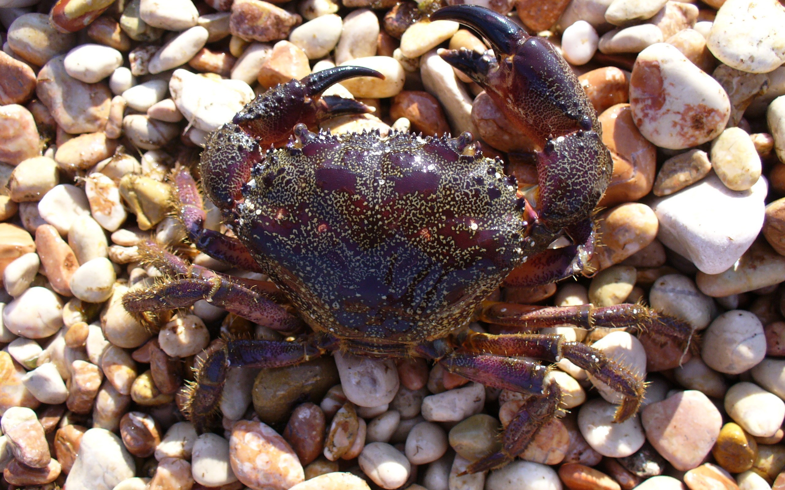 Animal Crab 2560x1600