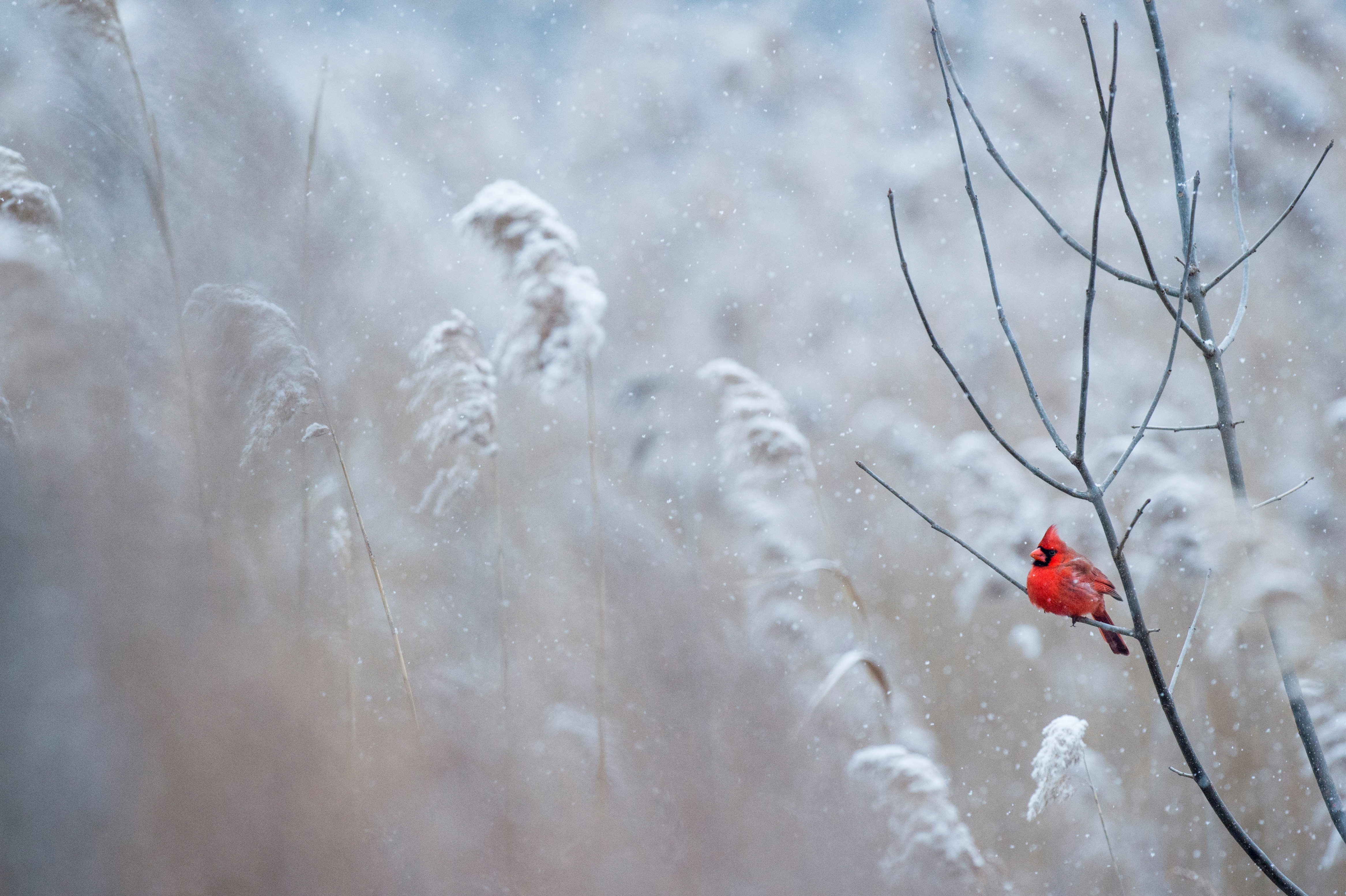 Branch Cardinal Northern Cardinal Snowfall Winter 4667x3106