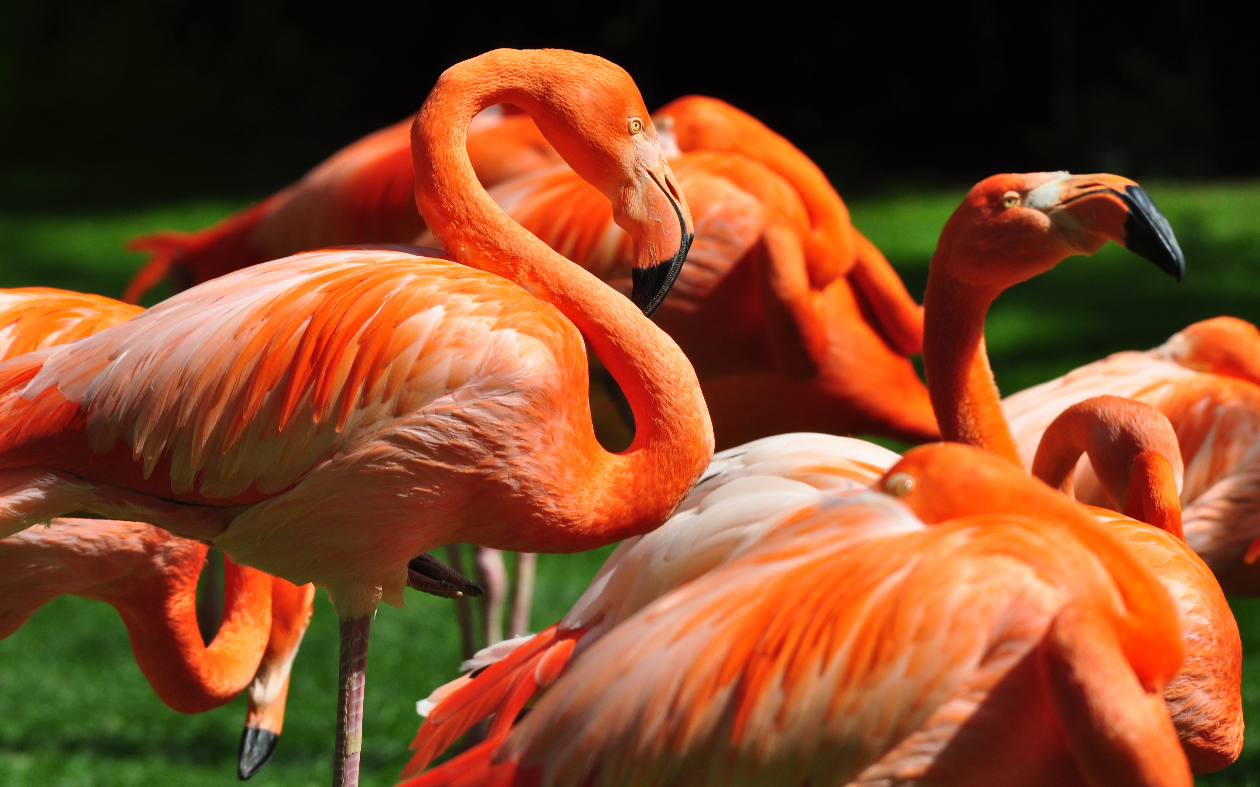 Animal Flamingo 4288x2680
