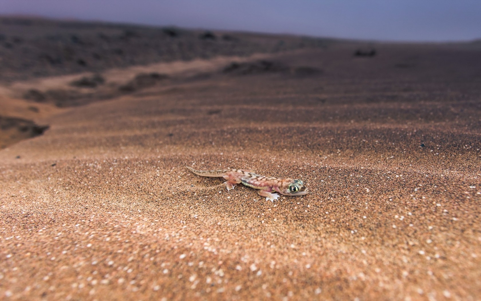 Lizard Sand 1680x1050