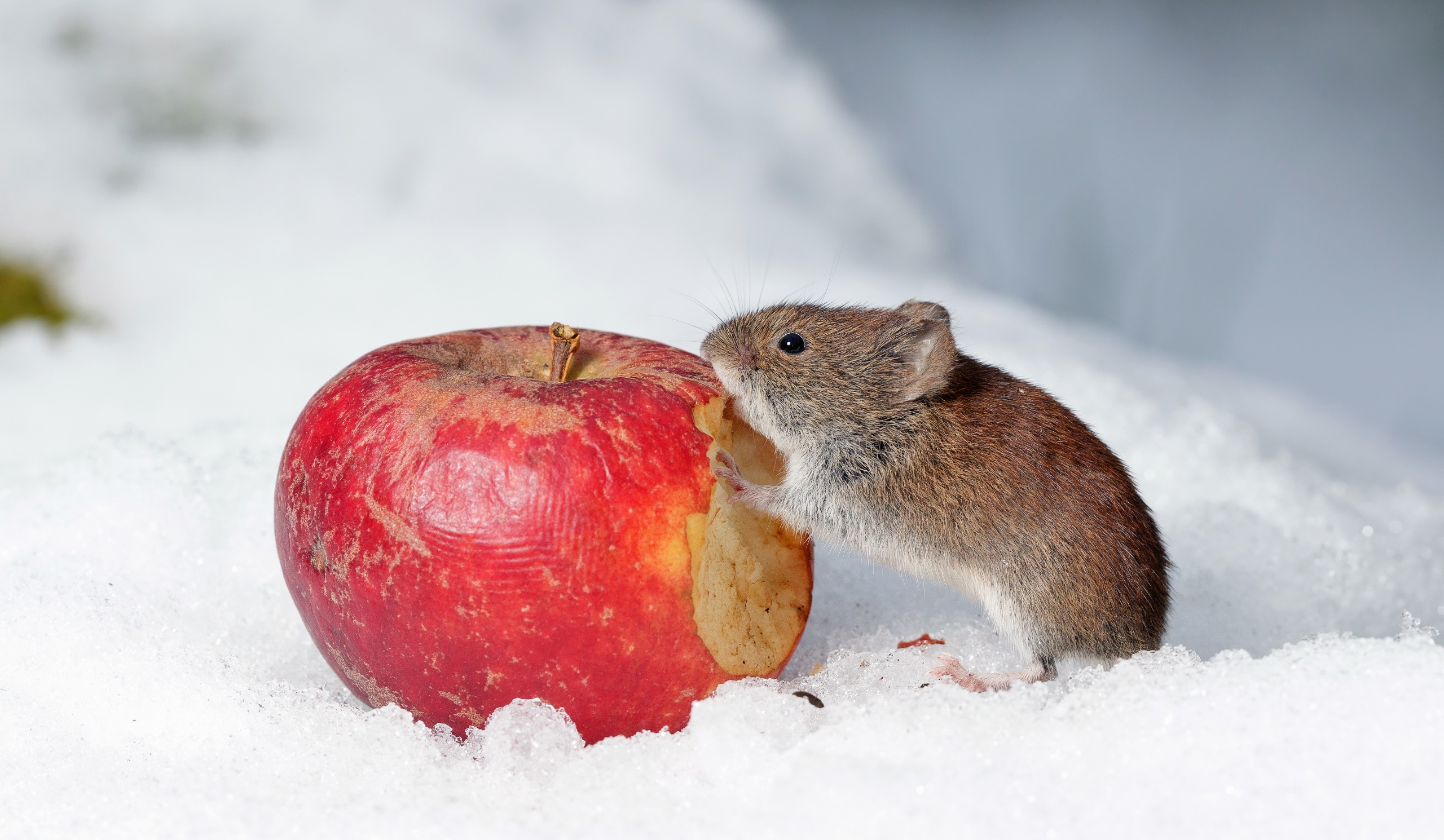 Food Snow Fruit Apples Mice Animals Mammals 2560x1490