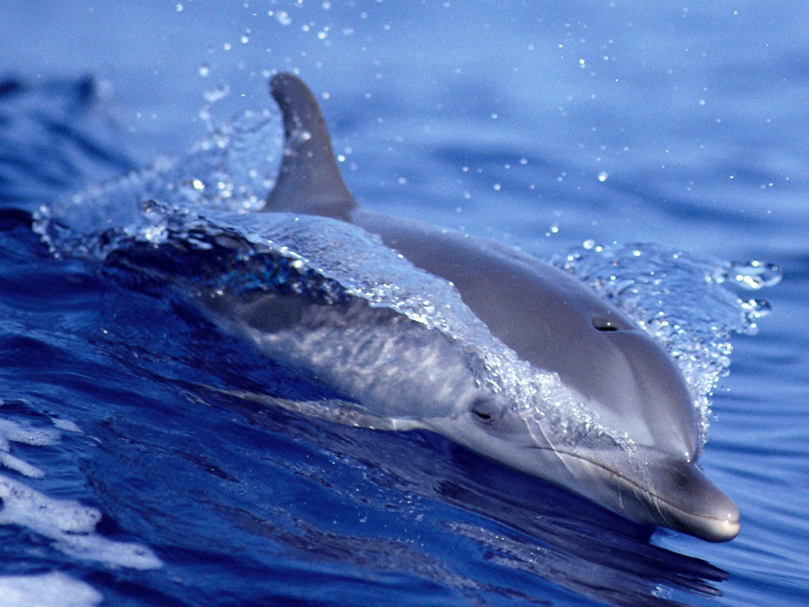 Animal Dolphin 1600x1200