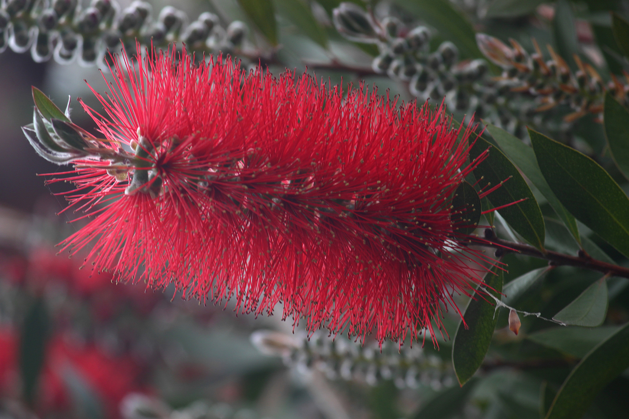 Earth Bottlebrush 2048x1365