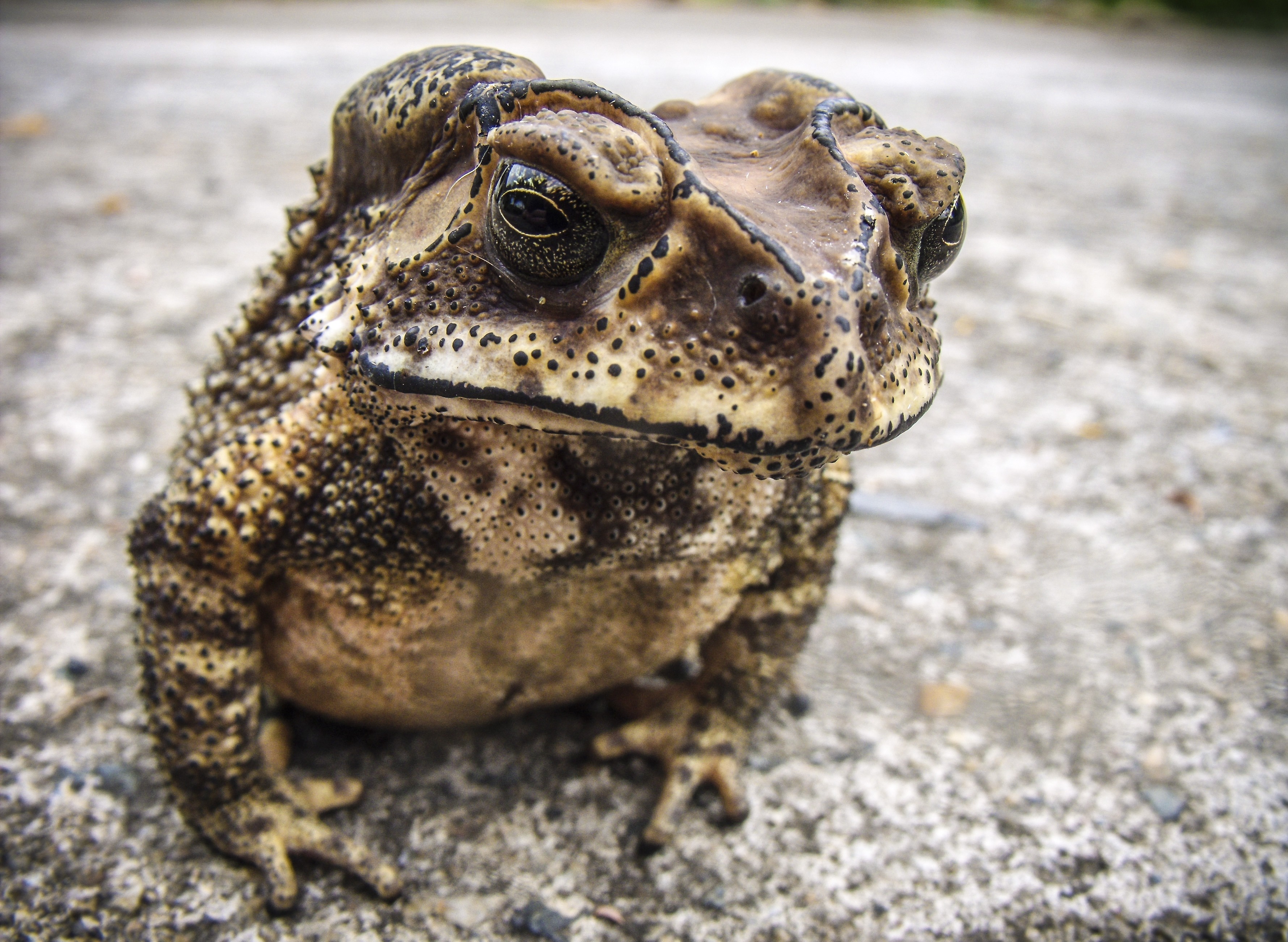 Toad 3559x2605