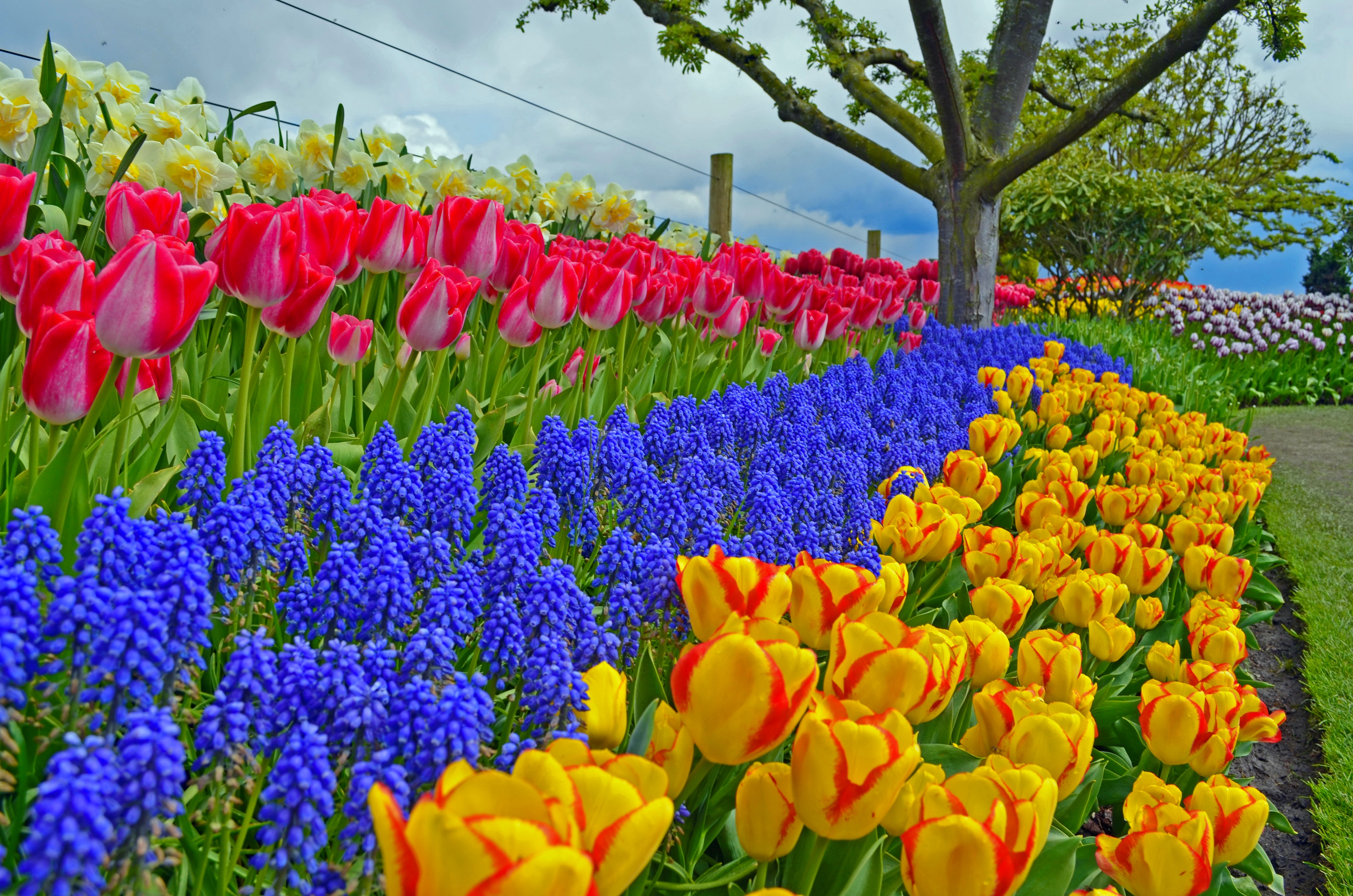 Colorful Colors Earth Garden Hyacinth Muscari Park Spring Tree Tulip 3999x2649